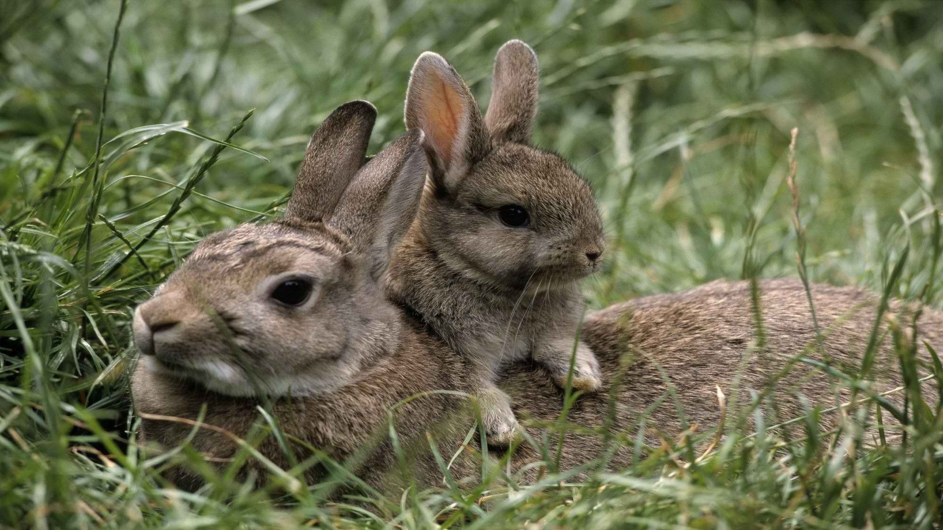 Download Wallpaper, Download animals mother rabbits european baby animals young rabbits 1920x1080 wallpaper Animals HD Wallpaper, Hi Res Animals Wallpaper, High Definition Wallpaper