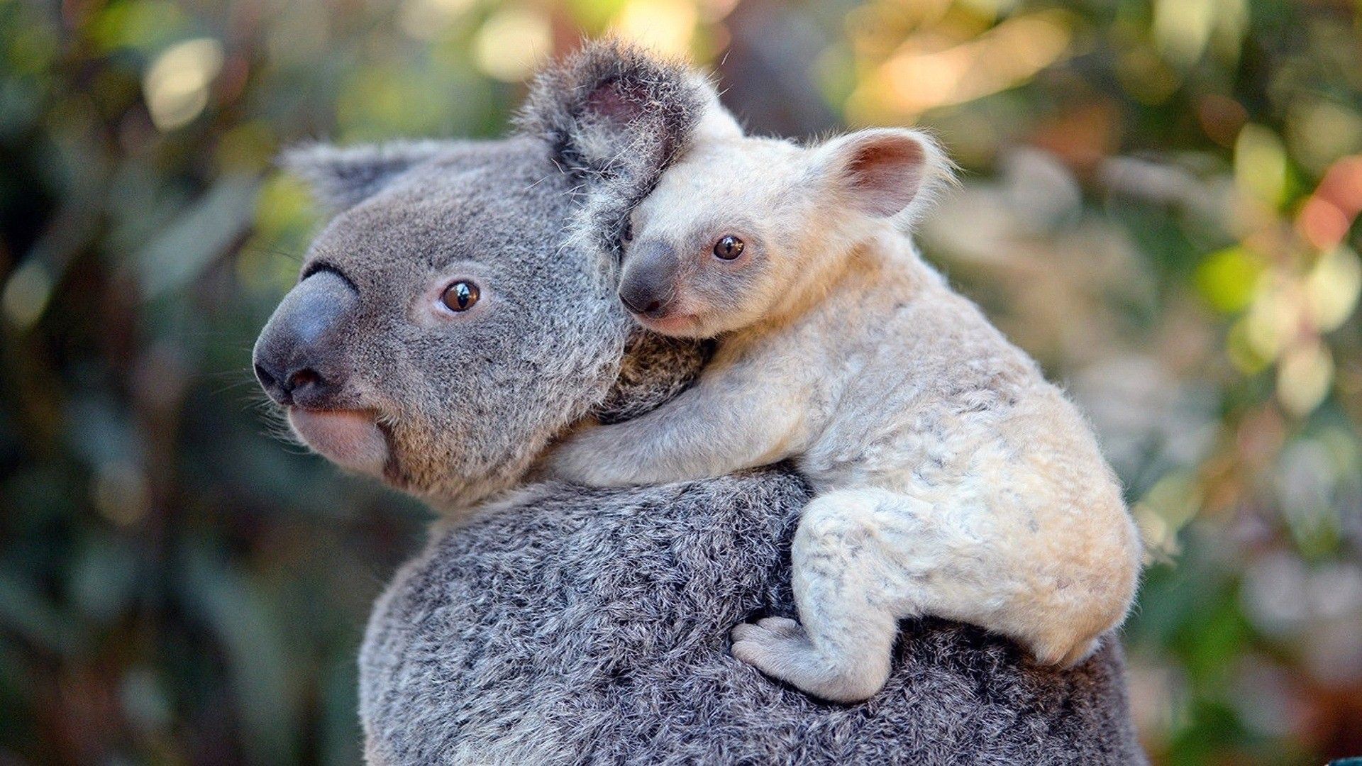 Cute White Child Baby Behind Mother Koala