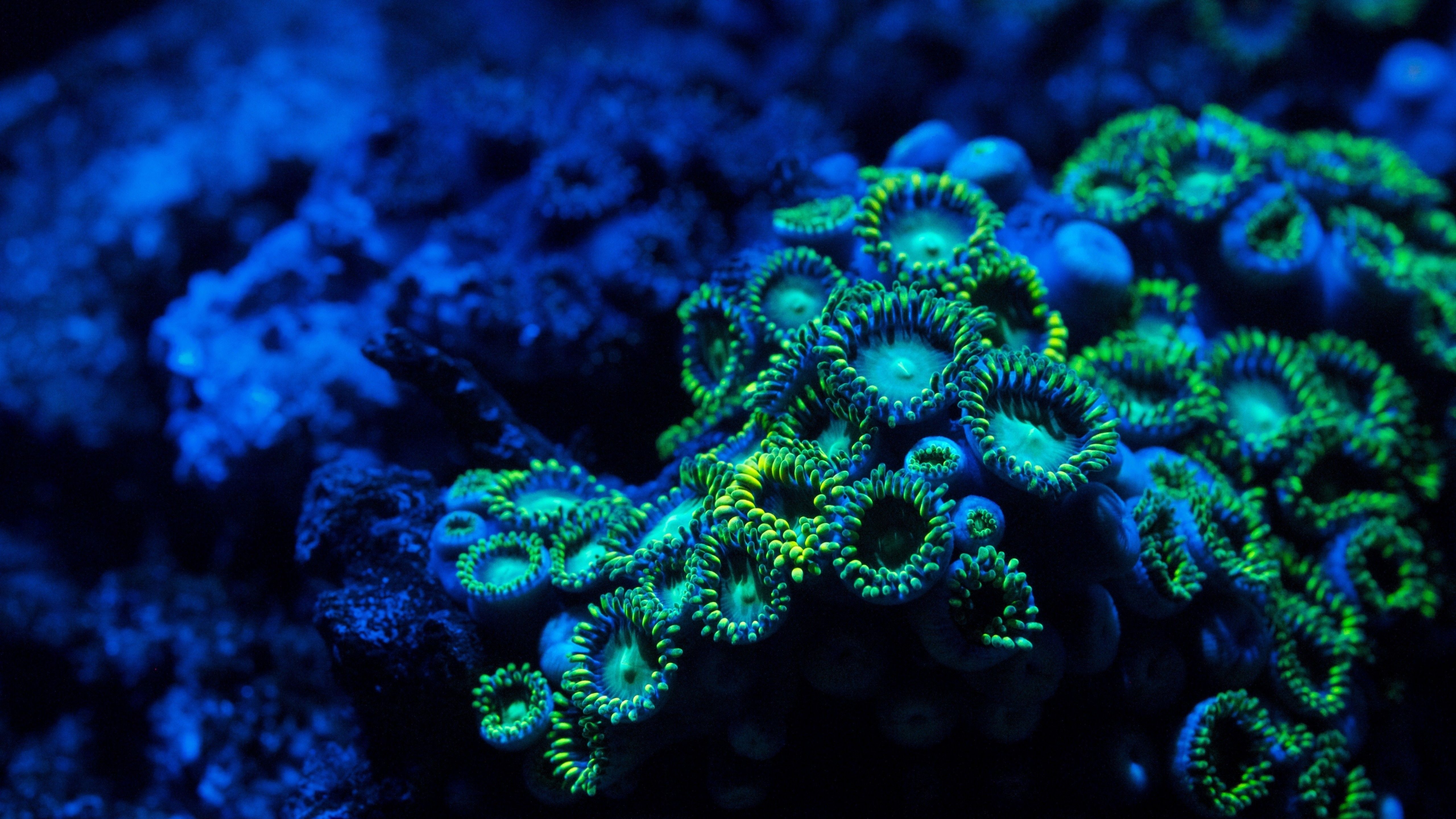 Wallpaper Coral, 5k, 4k wallpaper, 8k, zoanthids, underwater, Nature