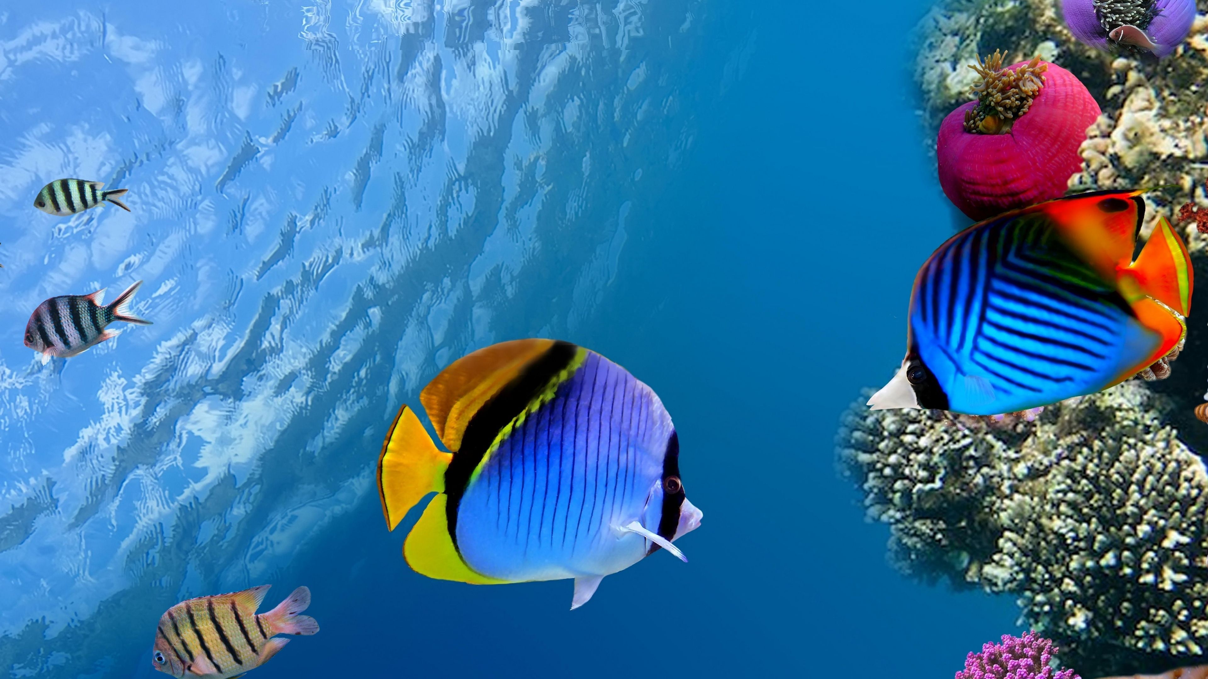 Download Wallpaper 3840x2160 Under water, Coral, Fish, Sea, Ocean 4K Ultra HD HD Background. Underwater wallpaper, Animal wallpaper, Ocean wallpaper
