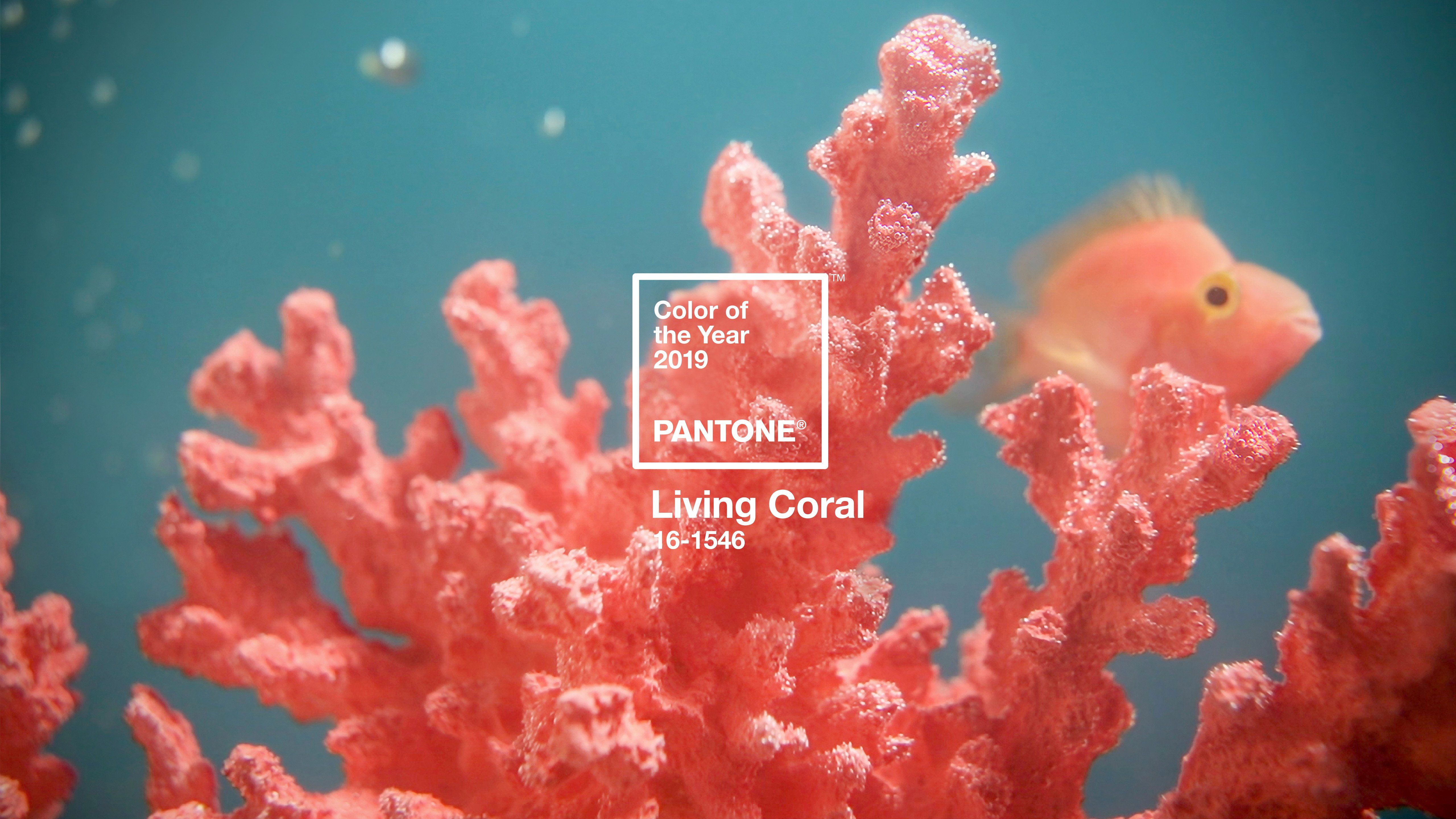 Coral 4K wallpaper for your desktop or mobile screen free and easy to download