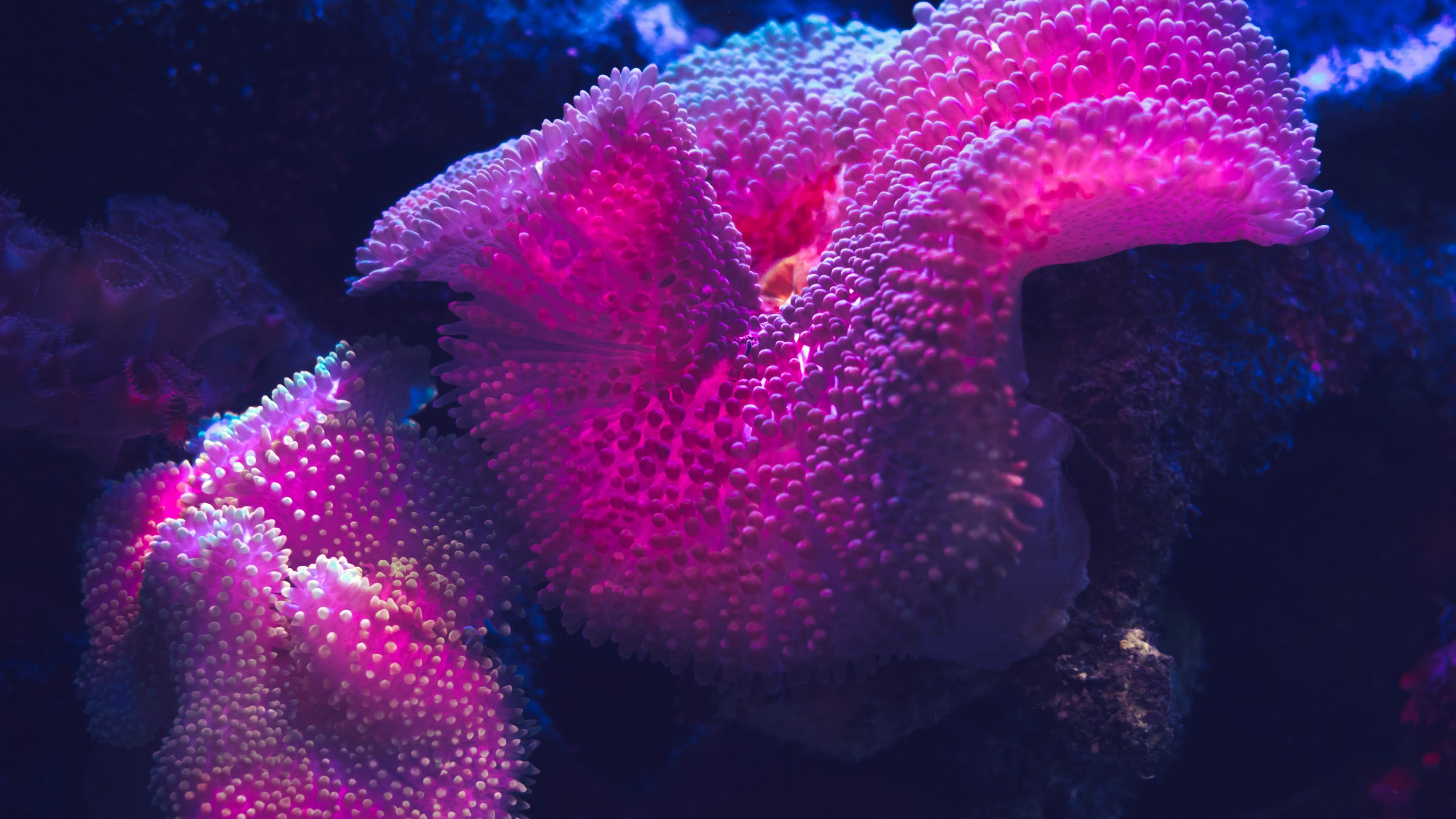 Coral reef 5K Wallpaper