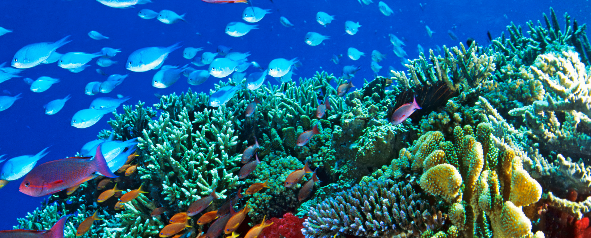 Great Barrier Reef Wallpaper, Barrier, Beautiful, Great, Natural, Reef, Wallpaper, World