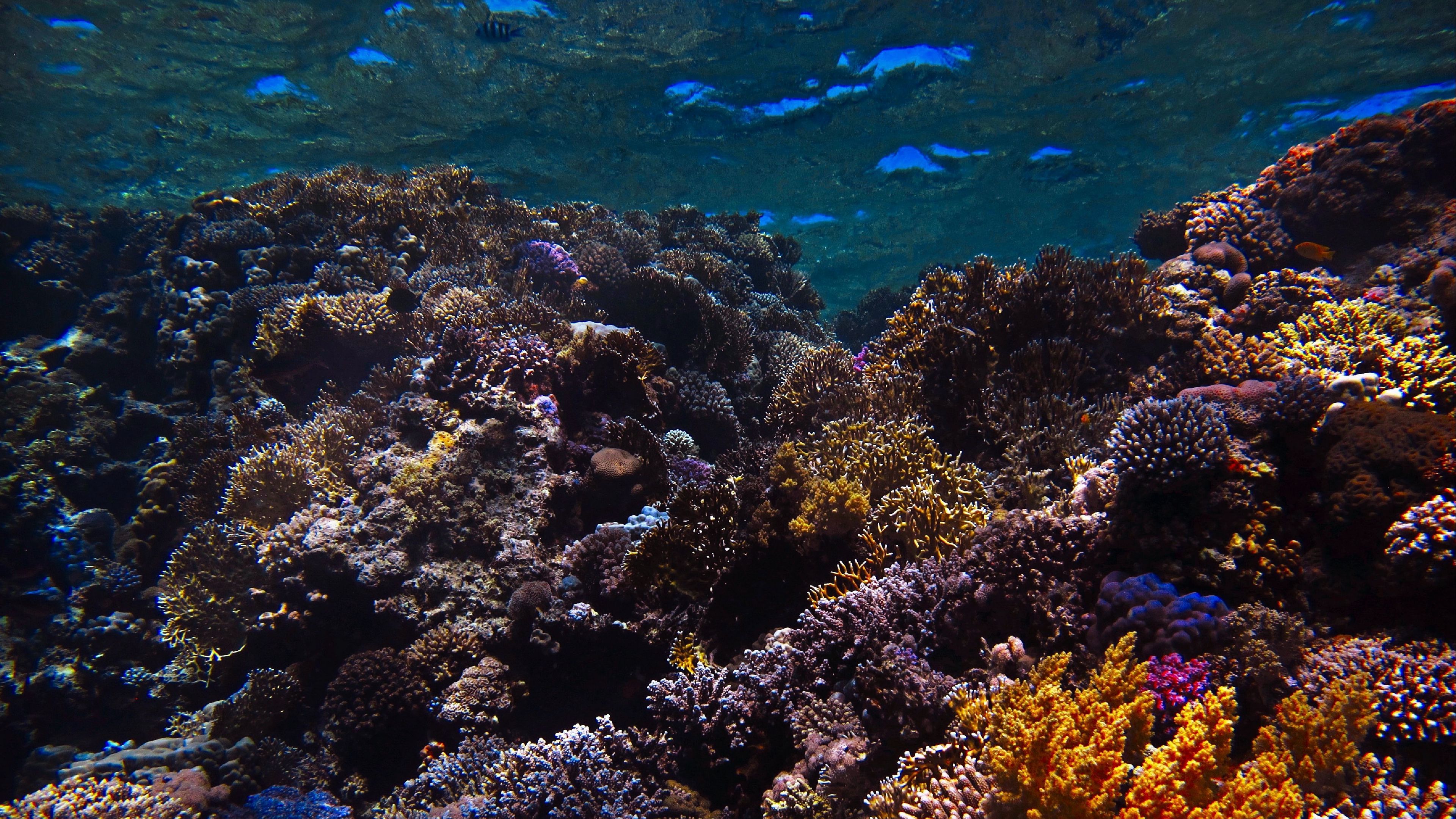 Download wallpaper 3840x2160 reef, coral, sea, underwater, water 4k uhd 16:9 HD background
