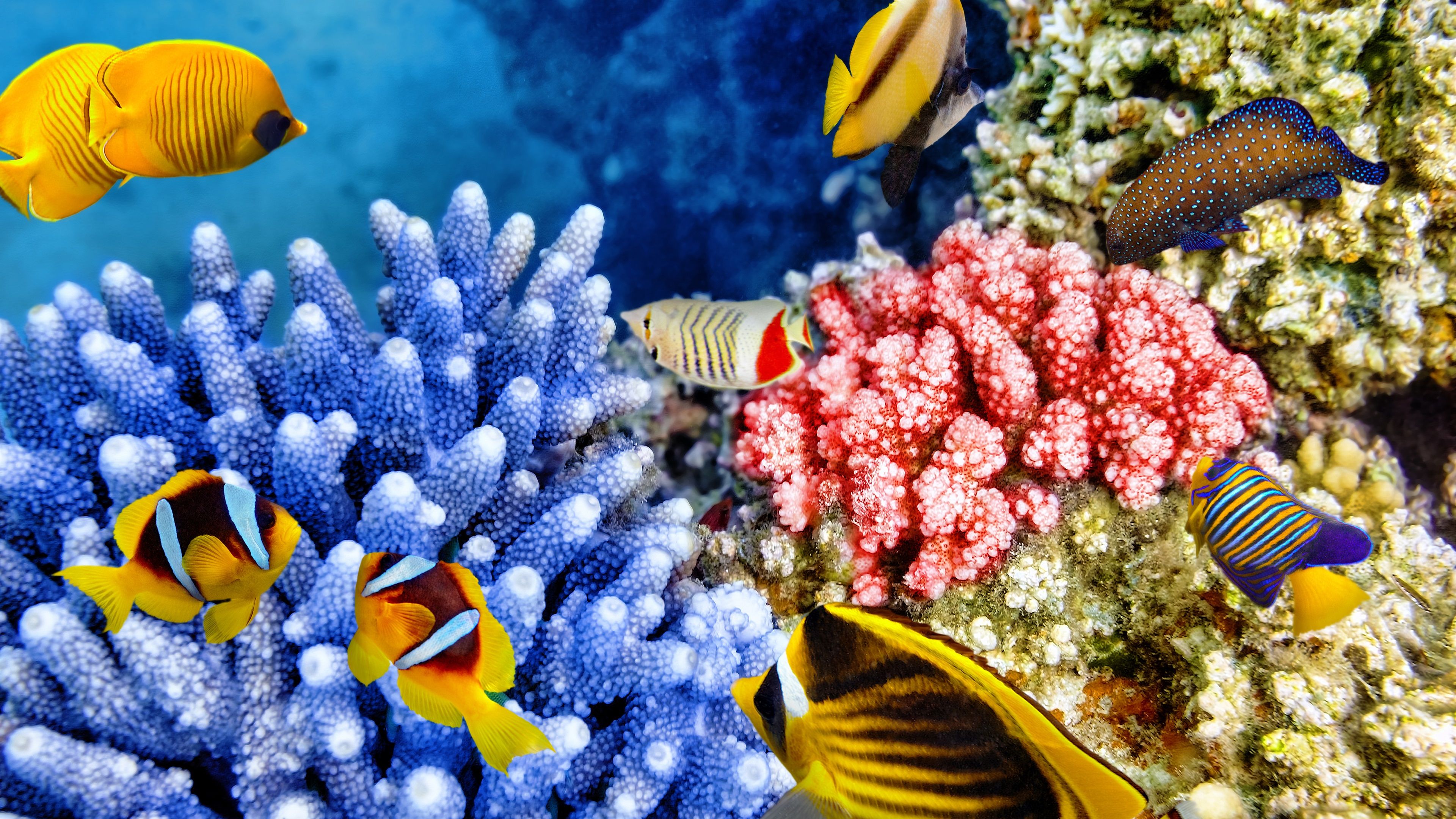 Wallpaper Tropical fishes, coral, underwater, sea animals 3840x2160 UHD 4K Picture, Image