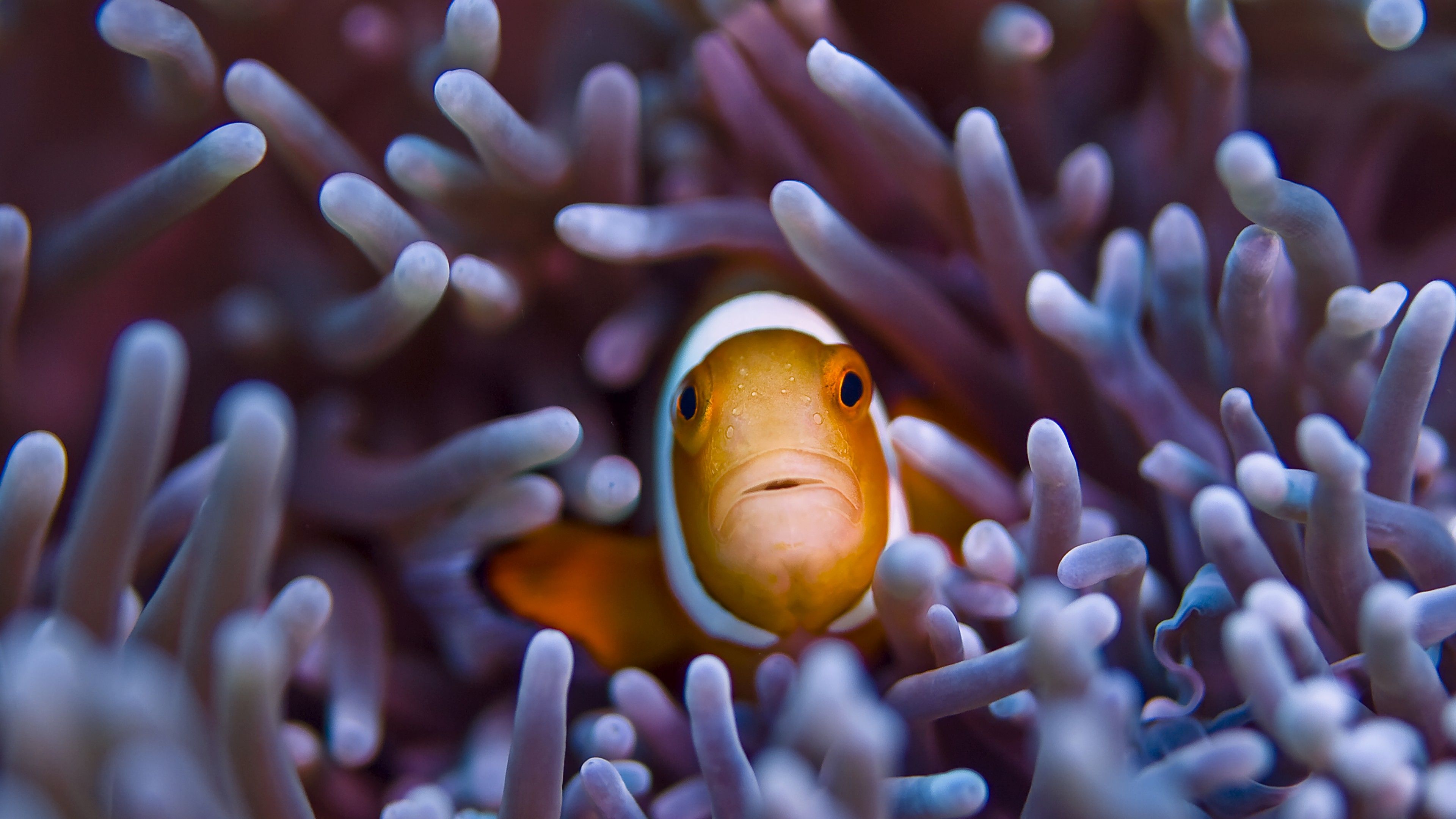 Wallpaper Clownfish, 5k, 4k wallpaper, Gili, Island, Bali, indian, pacific, underwater, diving, tourism, orange, sealife, sea, ocean, World's best diving sites, OS