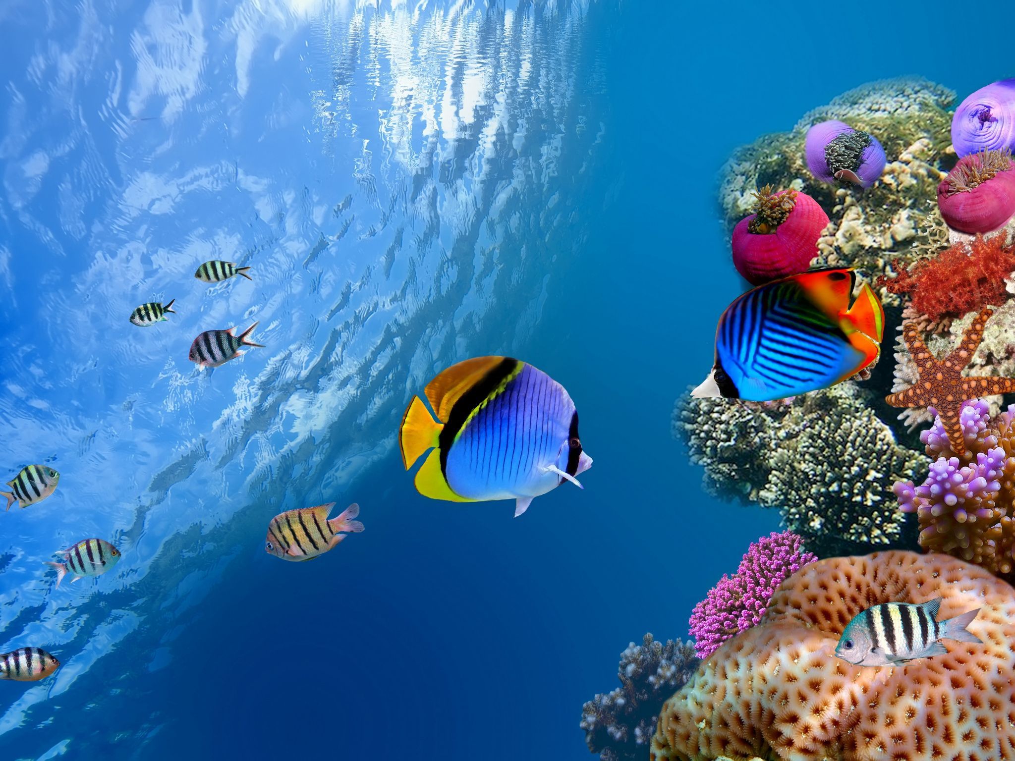 Underwater Ocean Wallpaper