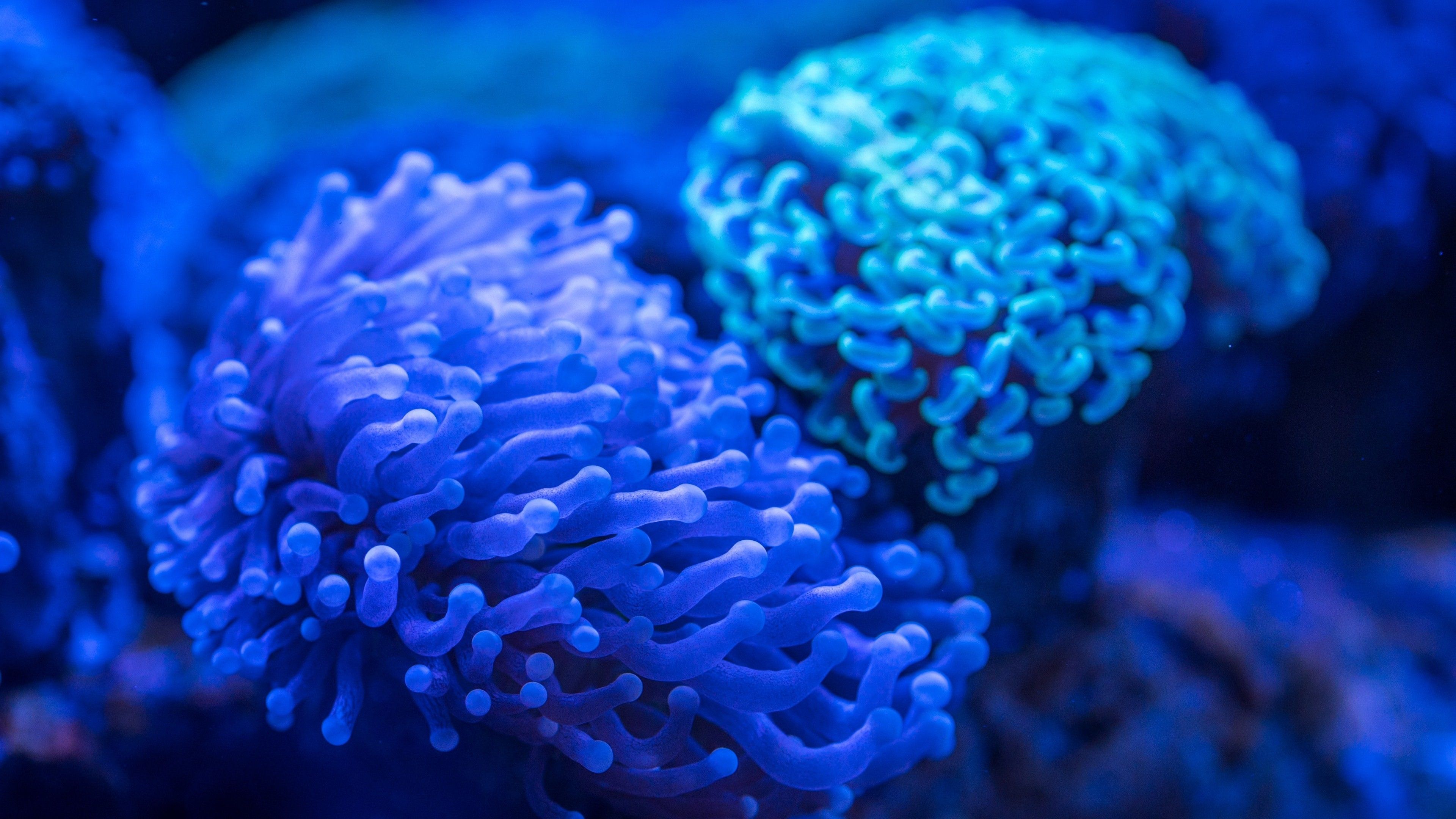 Sea Anemone Widescreen 4K Wallpaper 42022