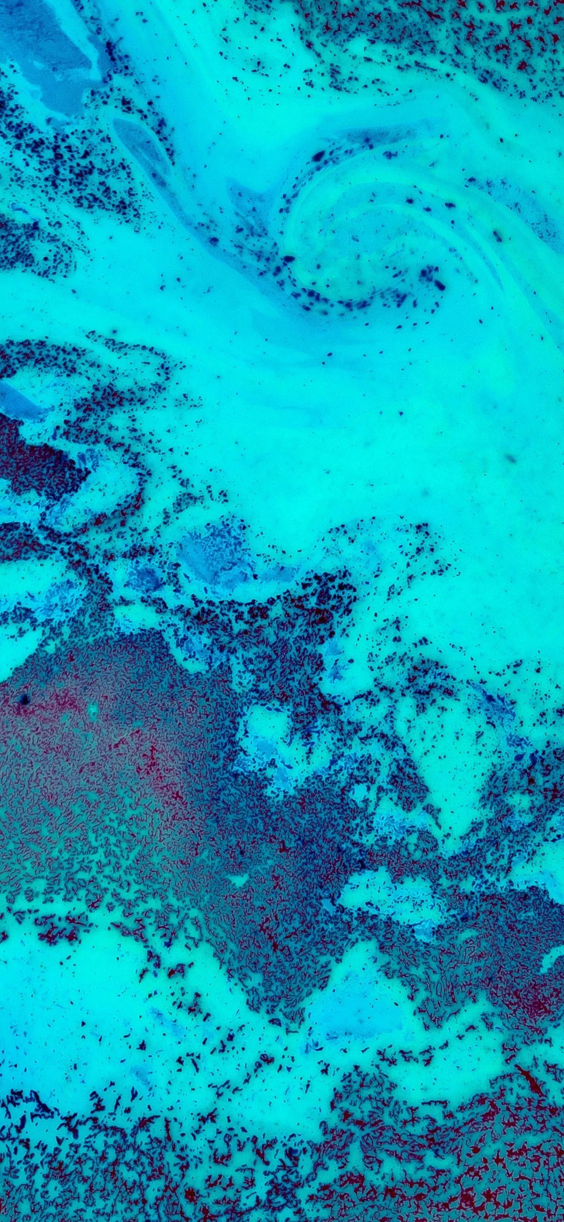 Coral Reef 5k iPhone XS