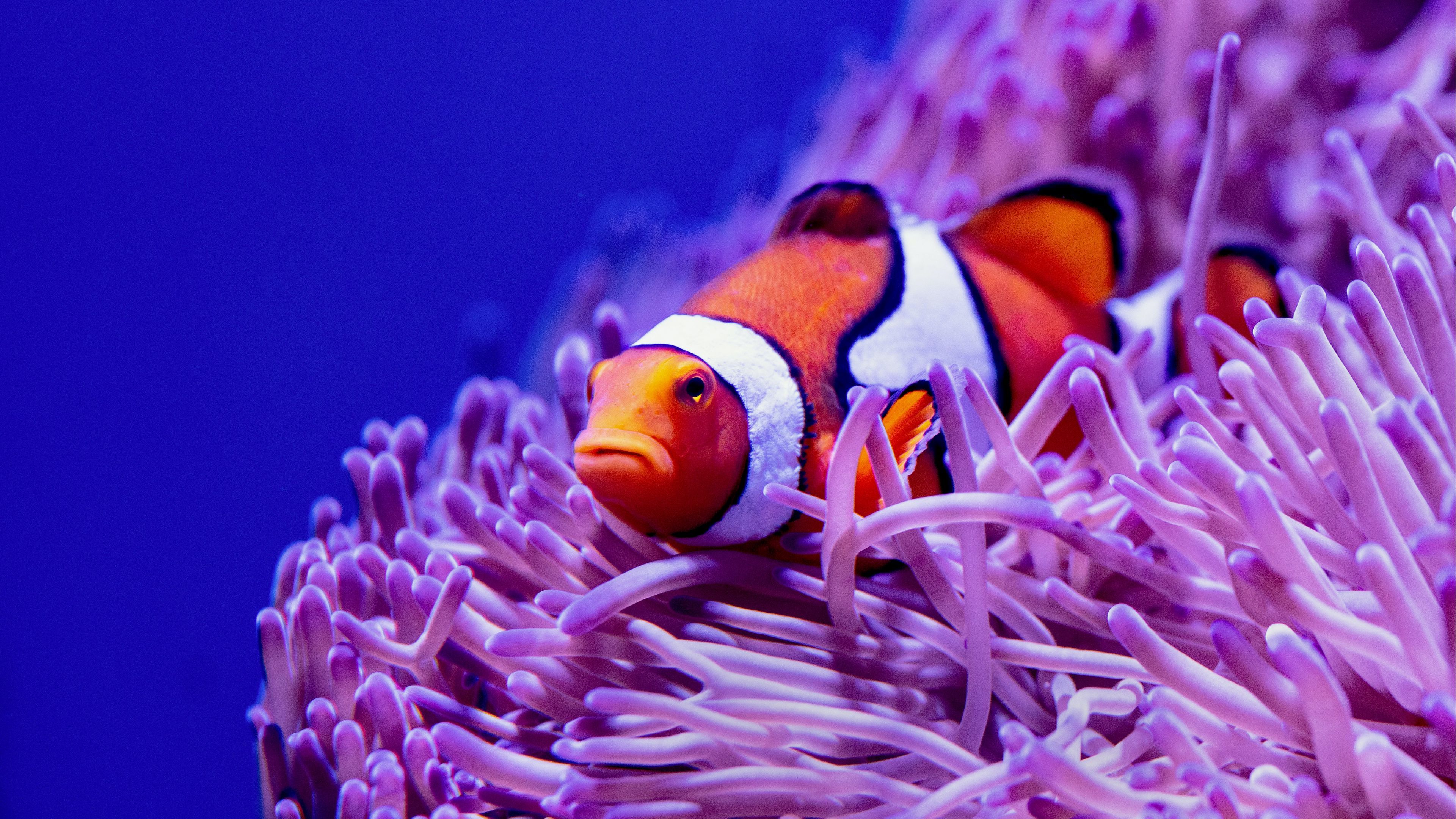 Download wallpaper 3840x2160 clown fish, fish, corals, reef, algae 4k uhd 16:9 HD background