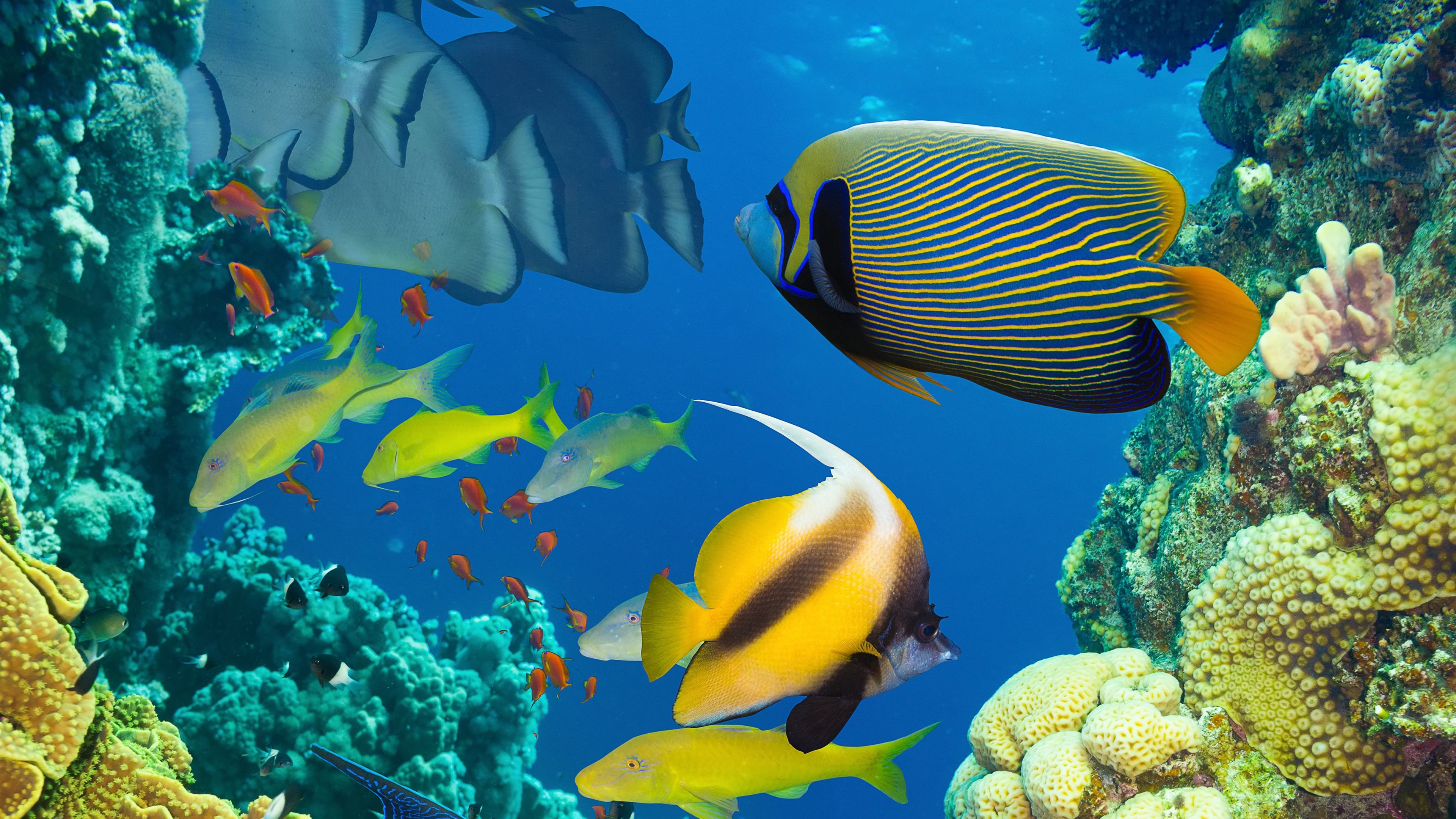 Wallpaper Beautiful fish in the sea, underwater, coral reef 3840x2160 UHD 4K Picture, Image