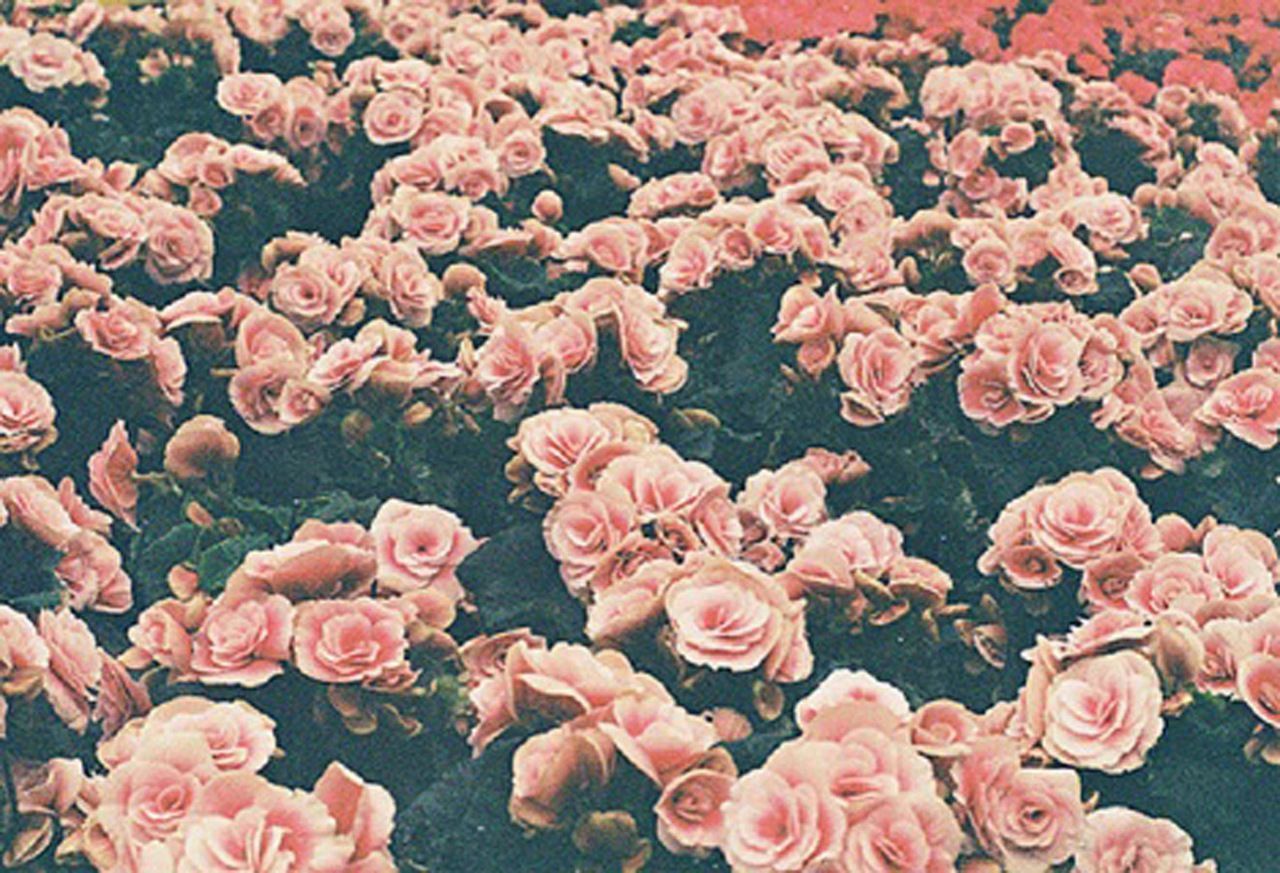 Hipster Flower Wallpaper
