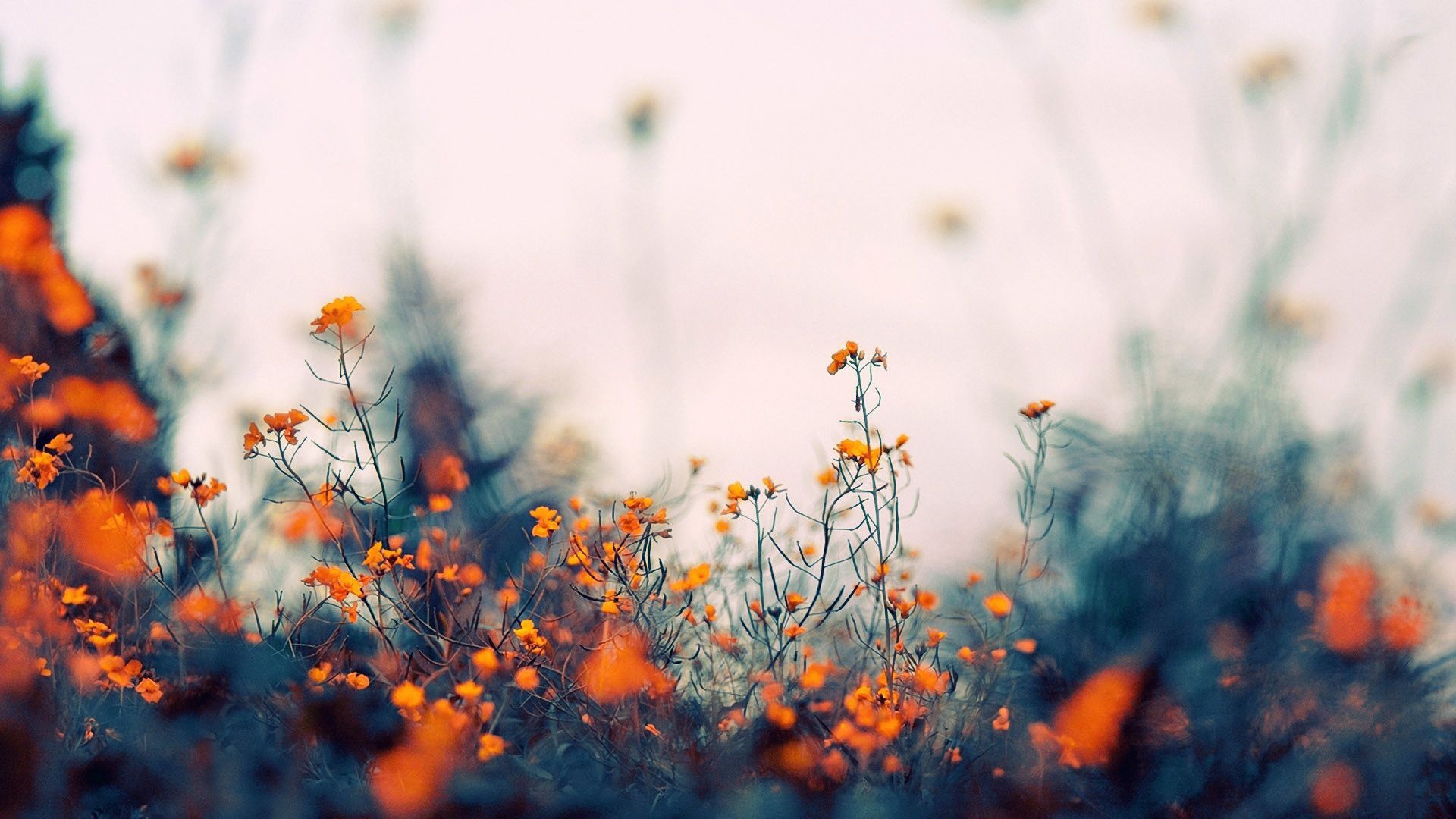 Orange Little Flowers In Blur Background HD Indie Wallpaper