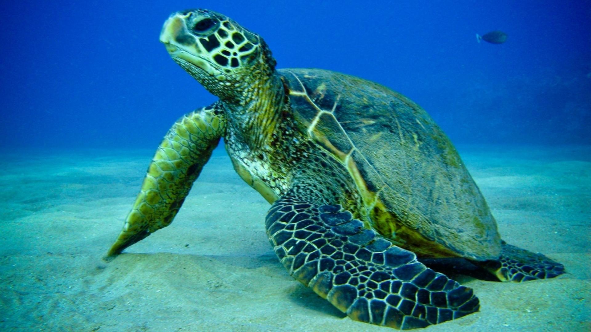 Green Sea Turtle Wallpaper 06519