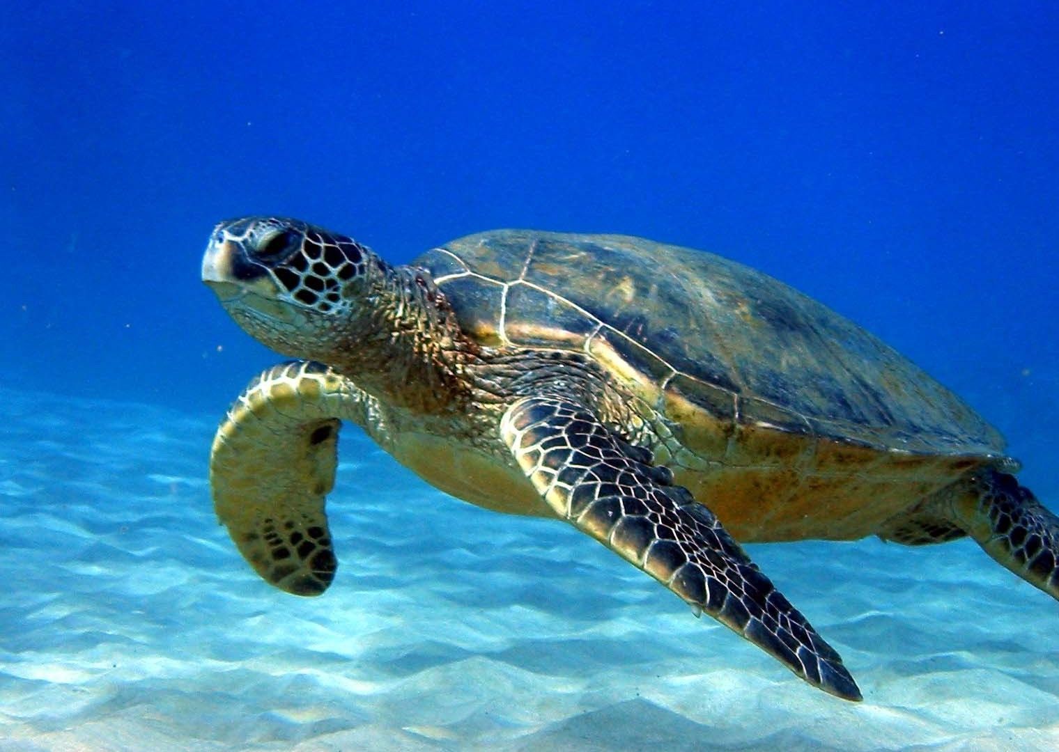 Our Precious Sea Turtles. Sea turtle wallpaper, Sea turtle image, Sea turtle