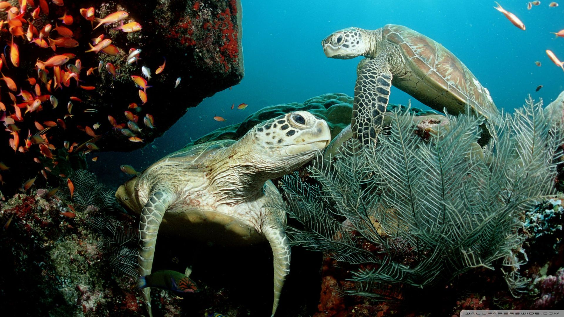 Download Two Green Sea Turtle Wallpaper 1920x1080