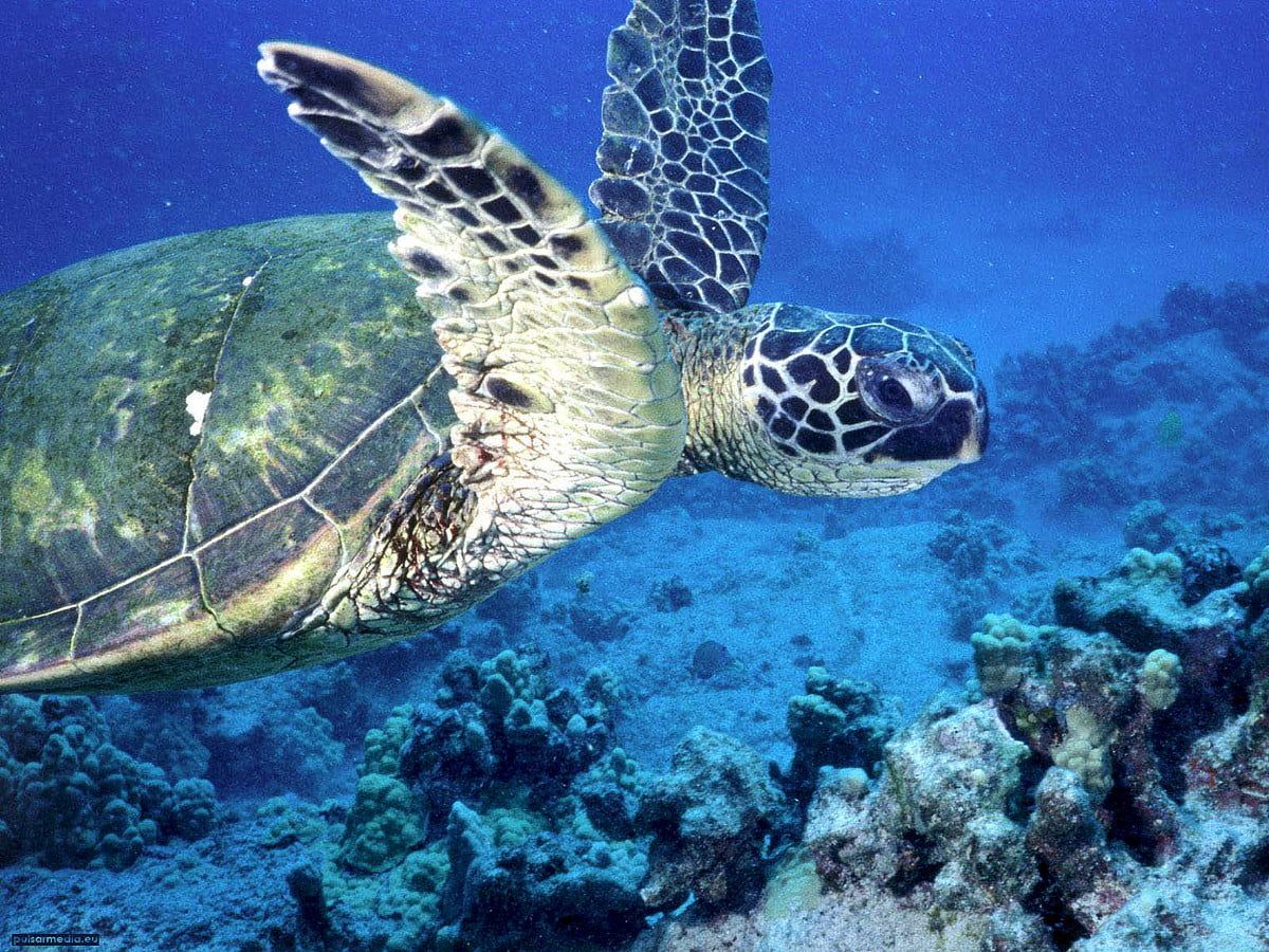 Sea Turtle, Hawksbill Sea Turtle, Ocean Life background. FREE Best picture