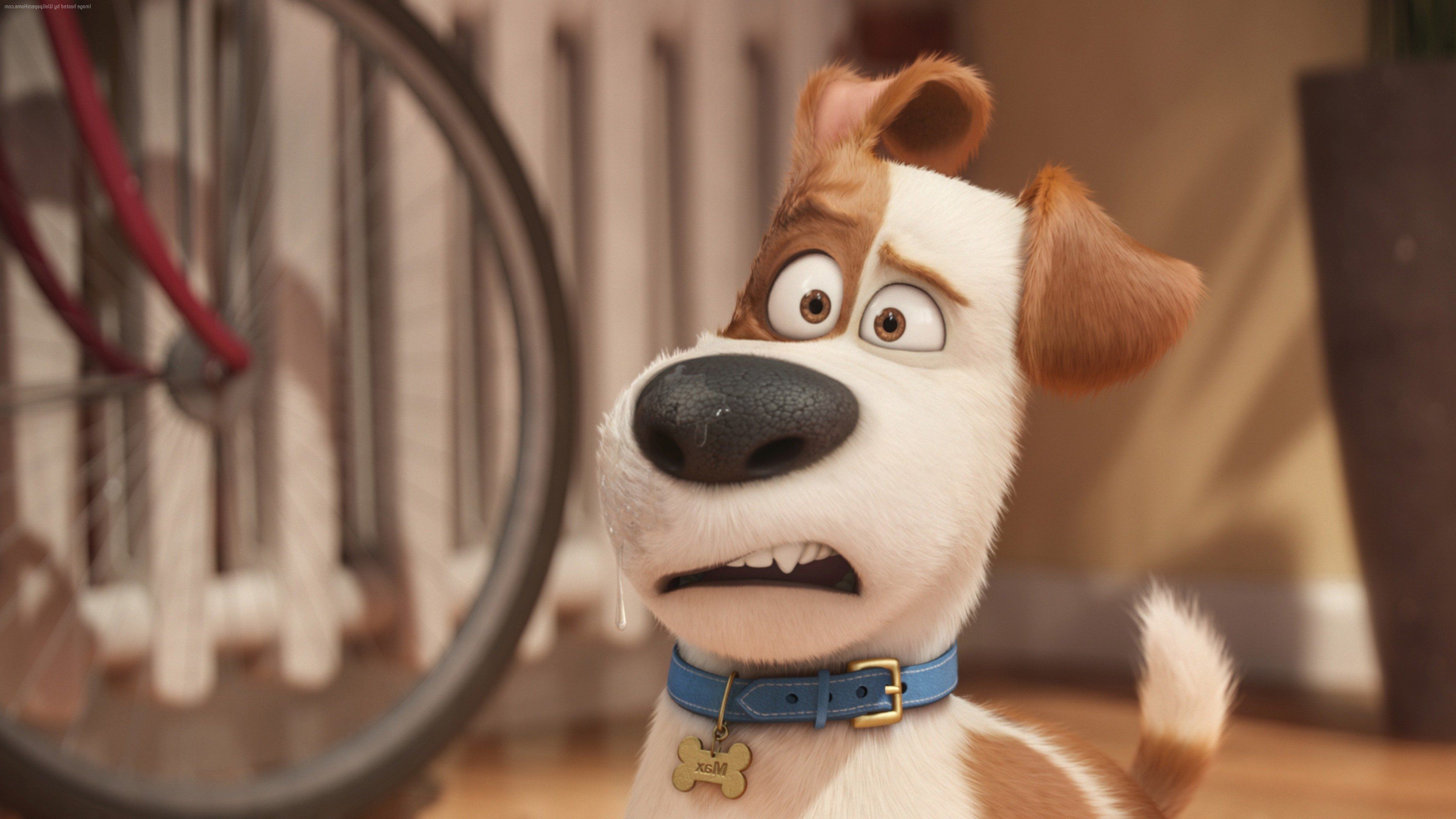 Max The Secret Life Of Pets, HD Movies, 4k Wallpaper, Image, Background, Photo and Picture