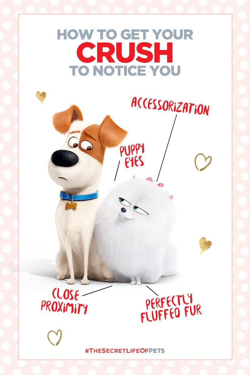 Security Check Required. Secret life of pets, Pets, Pet max