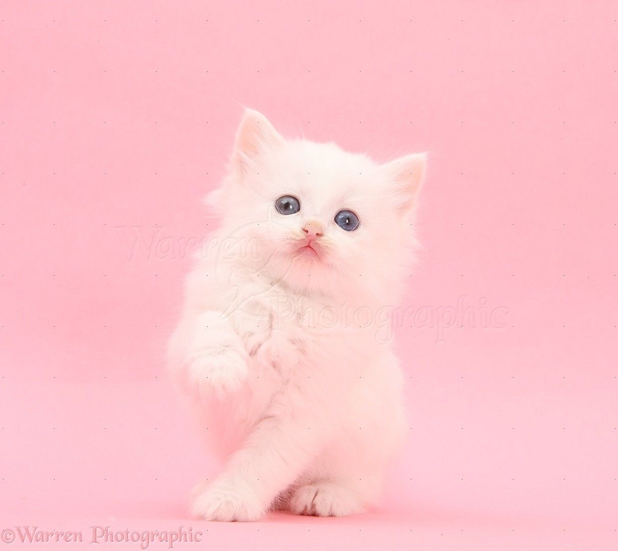 White kitten on pink background photo. White kittens, Pink background, Kitten image
