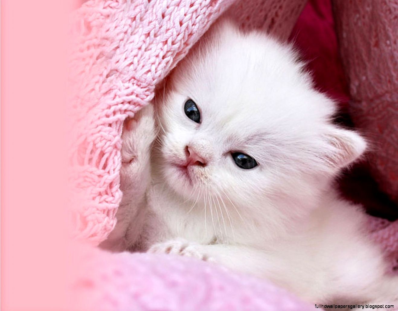 Cute Pink Kittens Wallpapers - Wallpaper Cave