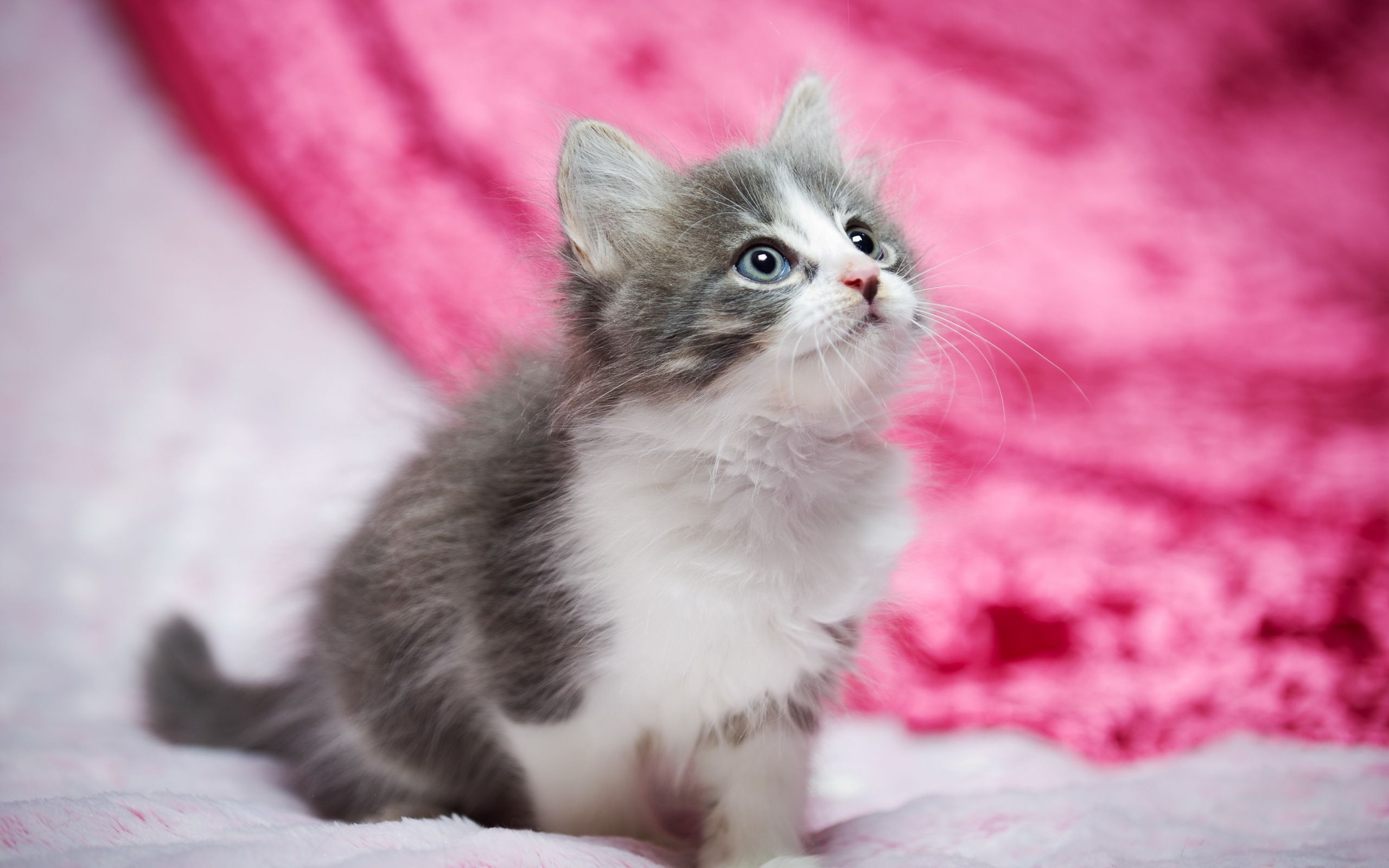 Hình nền mèo con màu hồng: Bạn có bao giờ nhìn thấy một chú mèo con xinh đẹp như thế này không? Đôi mắt to tròn, lông mềm mịn và màu hồng đáng yêu - chú mèo này sẽ tạo ra cảm giác yêu đời và tình yêu vô bờ bến với động vật. Nhấp chuột vào hình ảnh để xem nó thật rõ nét.