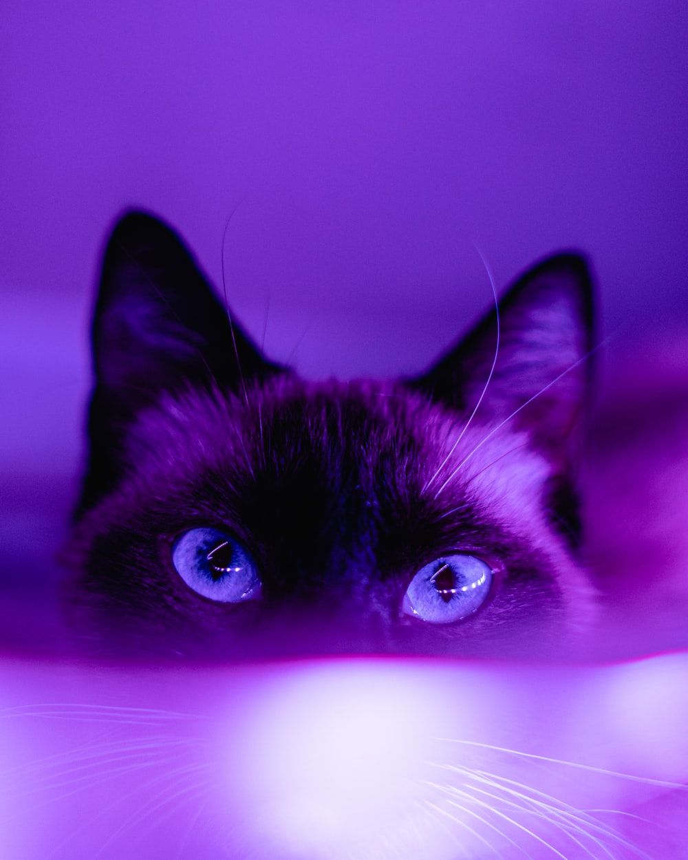 purple cat teddy