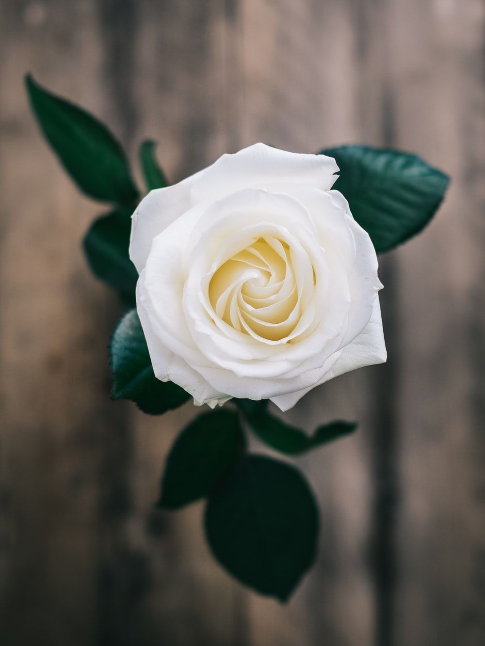 Flower Wallpaper: Free HD Download [HQ]