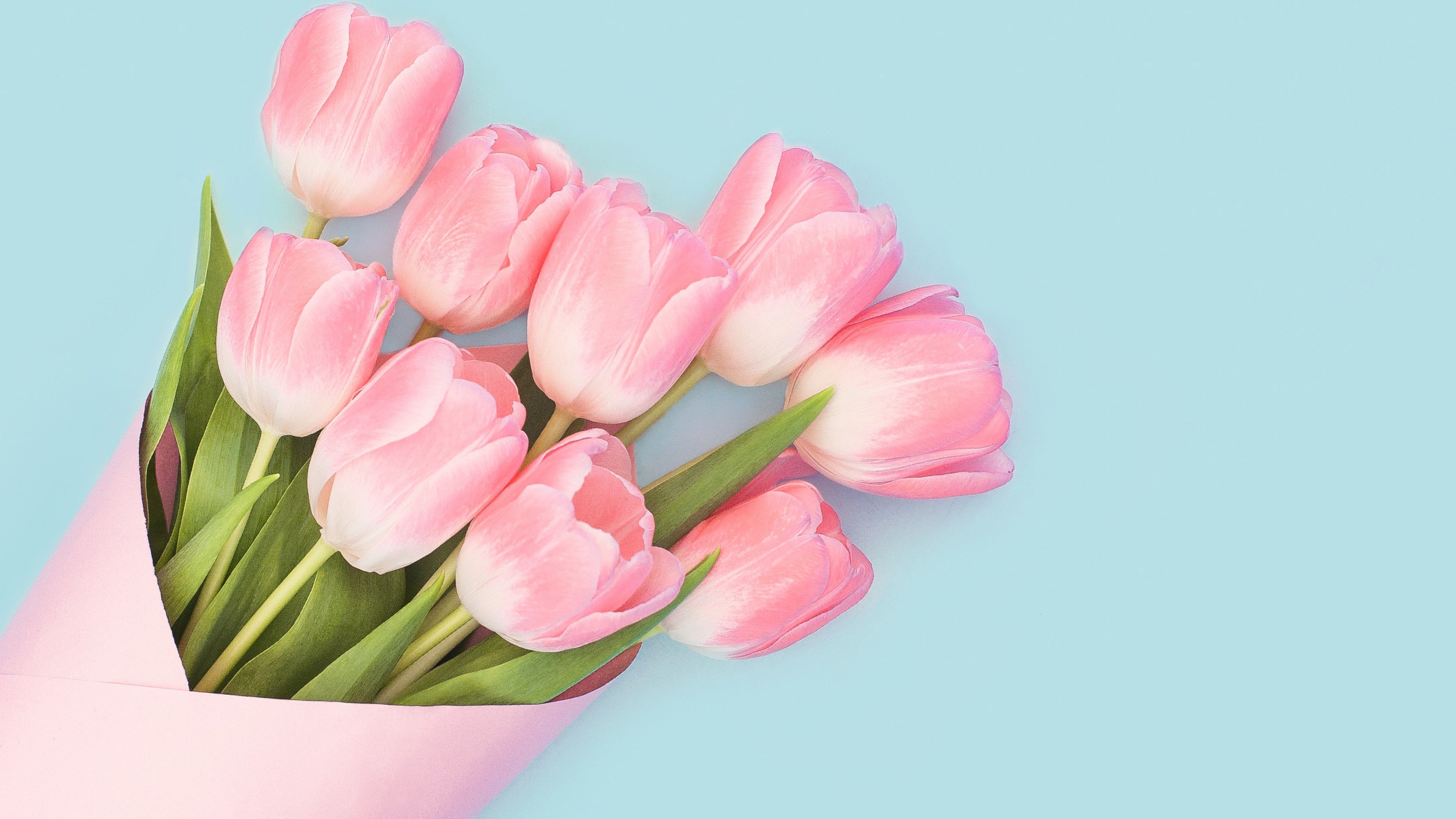 Free Download Beautiful Pink Tulips Flower Wallpaper for Desktop and Mobiles 4K Ultra HD