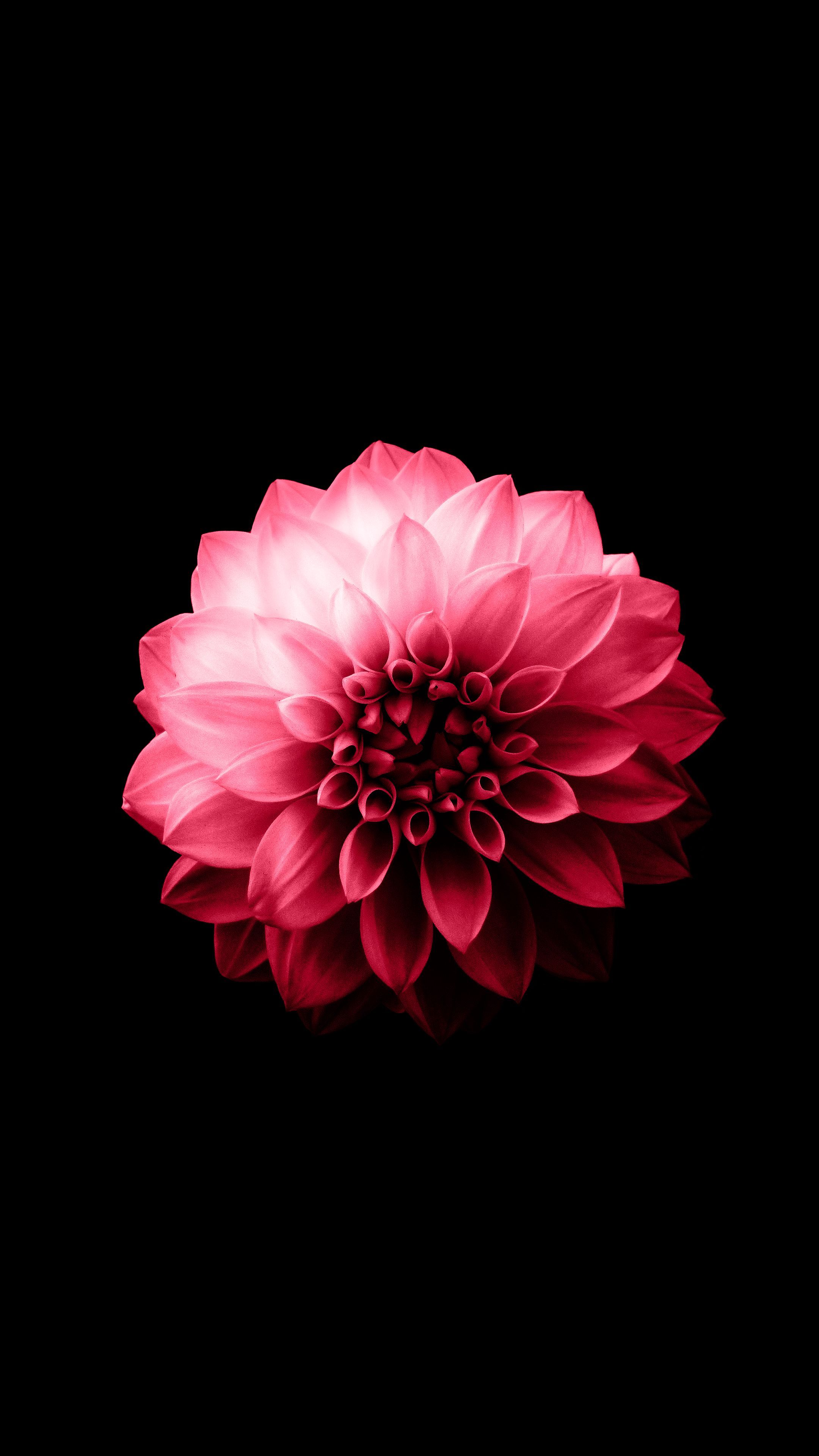 Amoled Wallpaper 4K Flower / Flower Amoled Wallpaper / Every Day New Picture And Just Beautiful Wallpaper For Your Desktop Flowers Completely Free. Gwyncfc Image