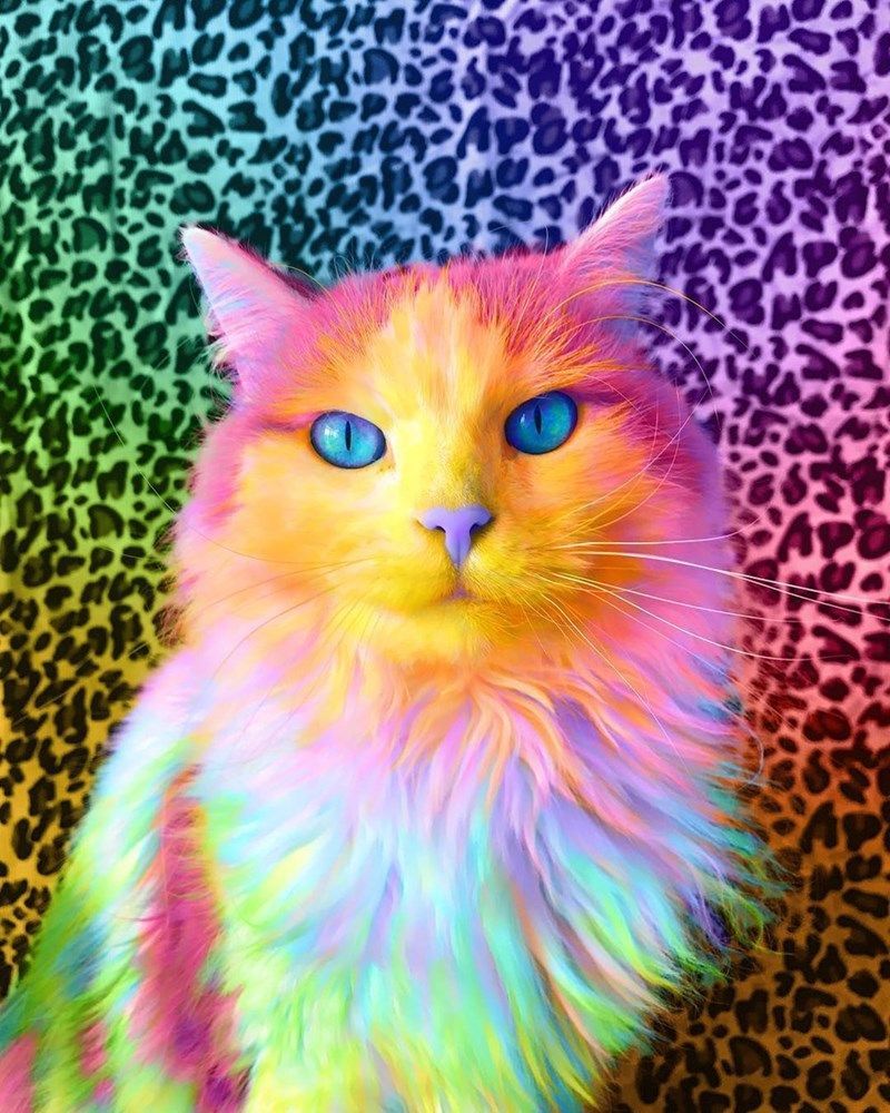 Animals: The Magnificent Rainbow Makeover Edition. Rainbow cat, Trippy cat, Cute little animals