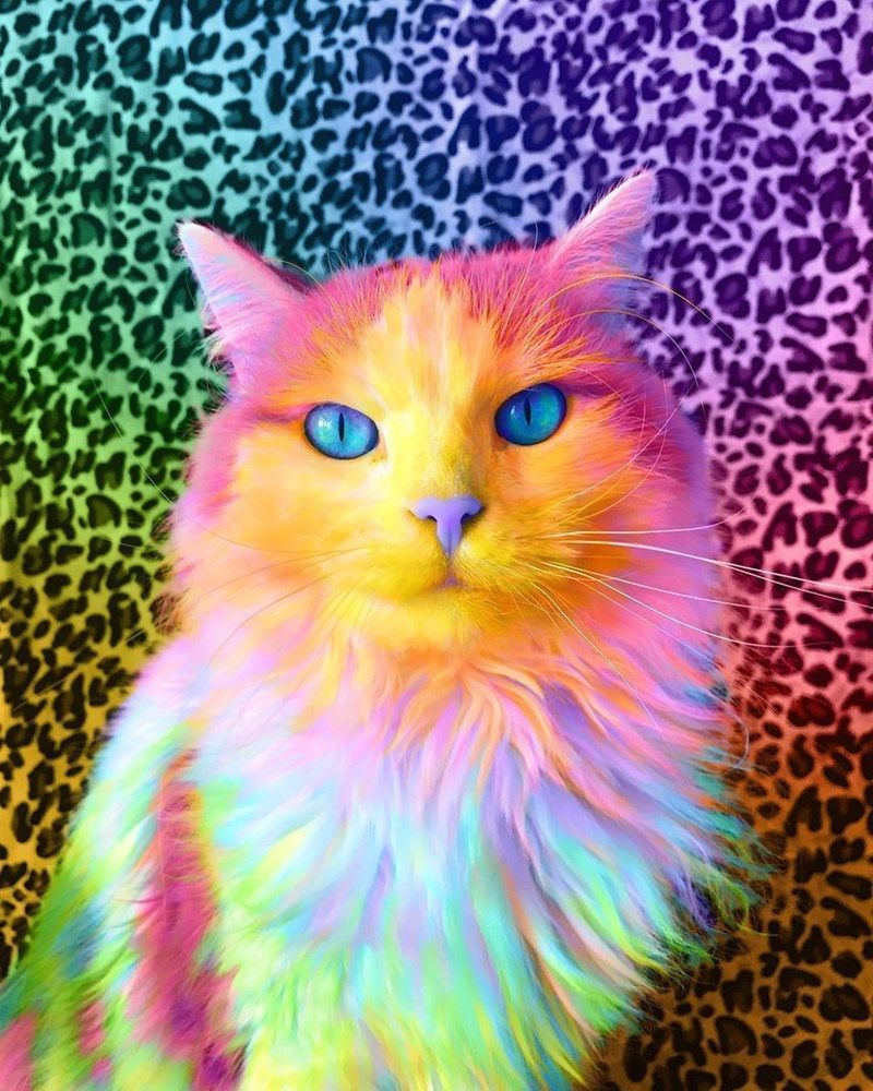 Colorful Cats Wallpapers - Wallpaper Cave