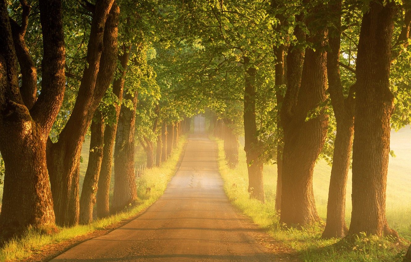 Wallpaper road, summer, trees, fog, sunrise, morning, Sweden image for desktop, section природа