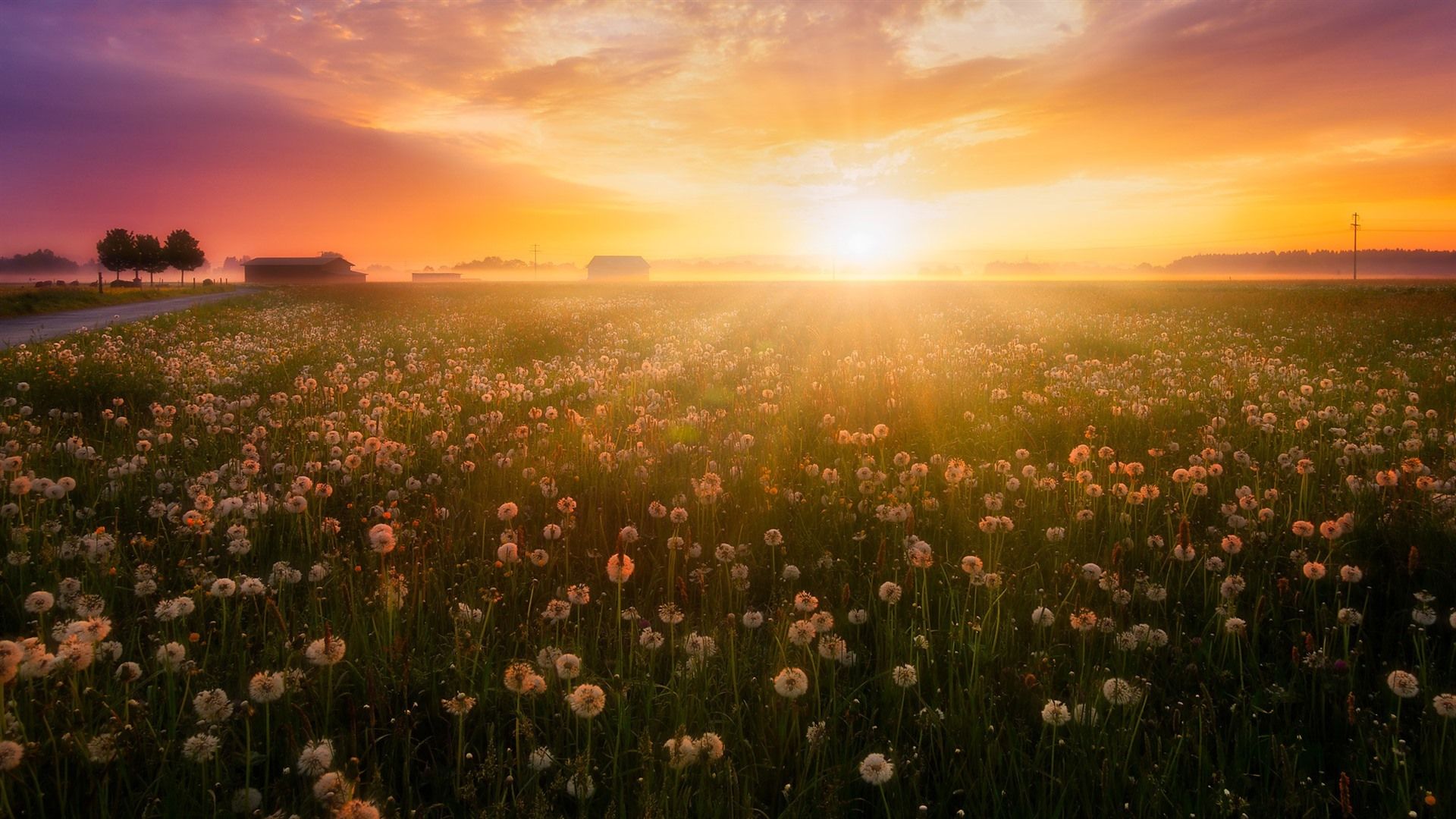 Wallpaper Summer, flowers, fog, dandelions, sunrise 1920x1080 Full HD 2K Picture, Image