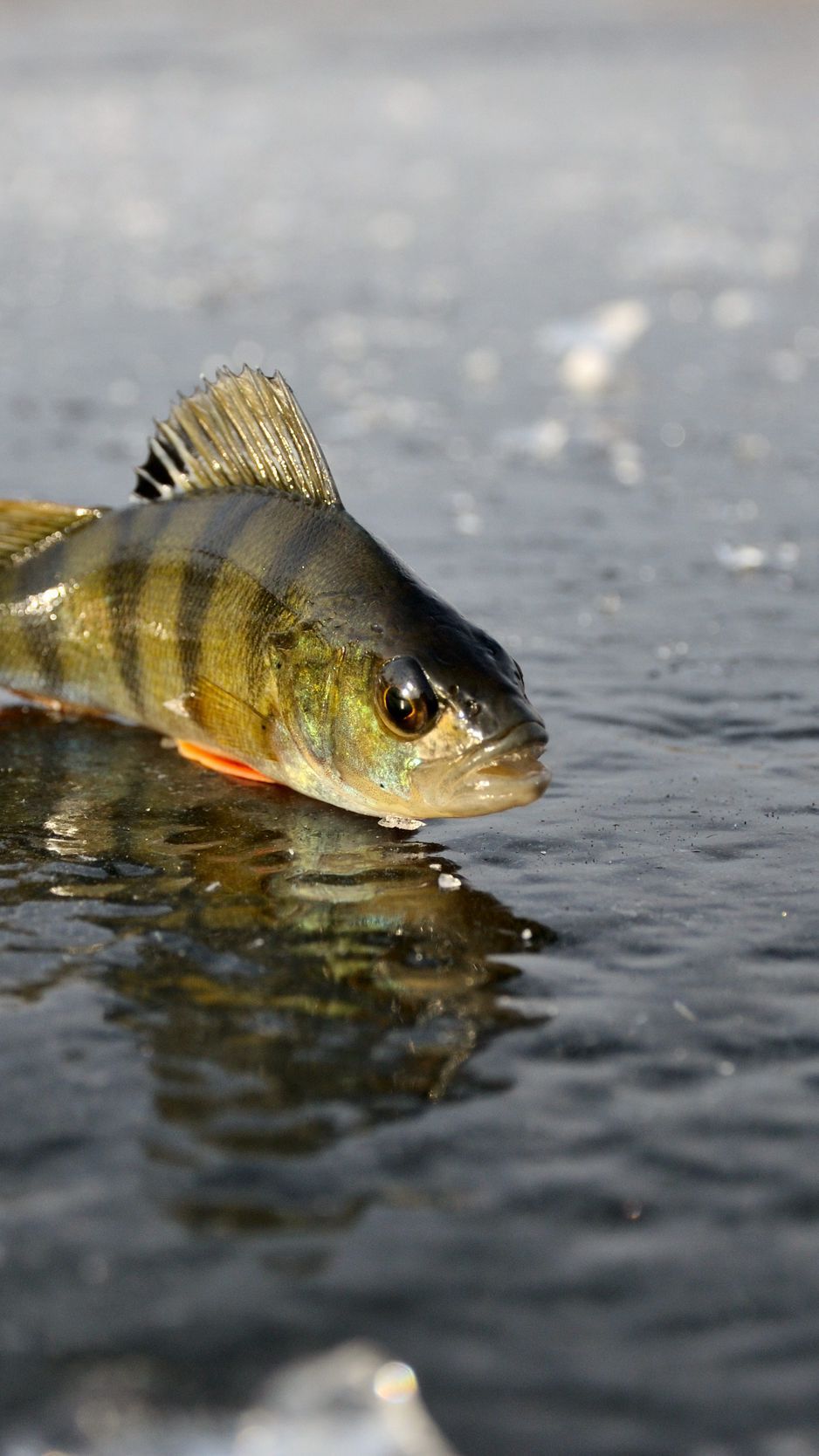 Ice Fishing Wallpapers - Wallpaper Cave