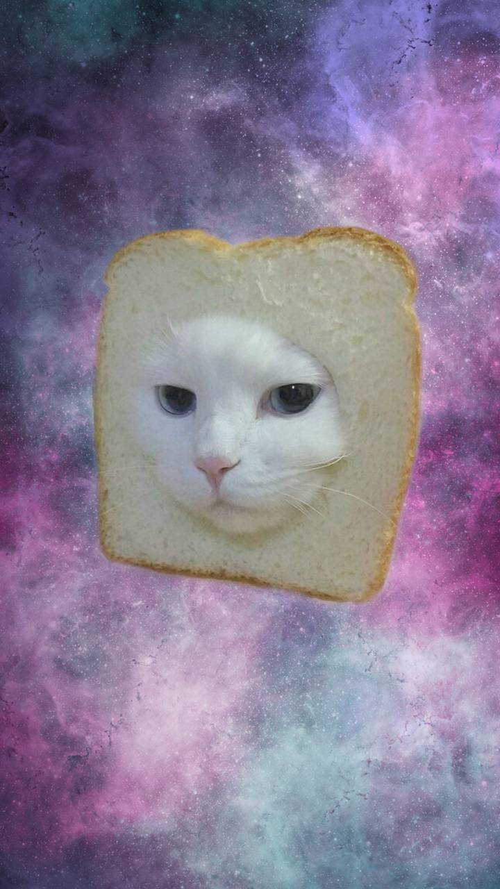 Download Bread Cat Wallpaper HD By Javinchii. Wallpaper HD.Com