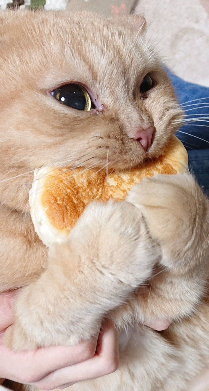 Tumblr User Explain Why Cats Are Obsessed With Eating Bread. Cute baby animals, Cute baby cats, Cute cats