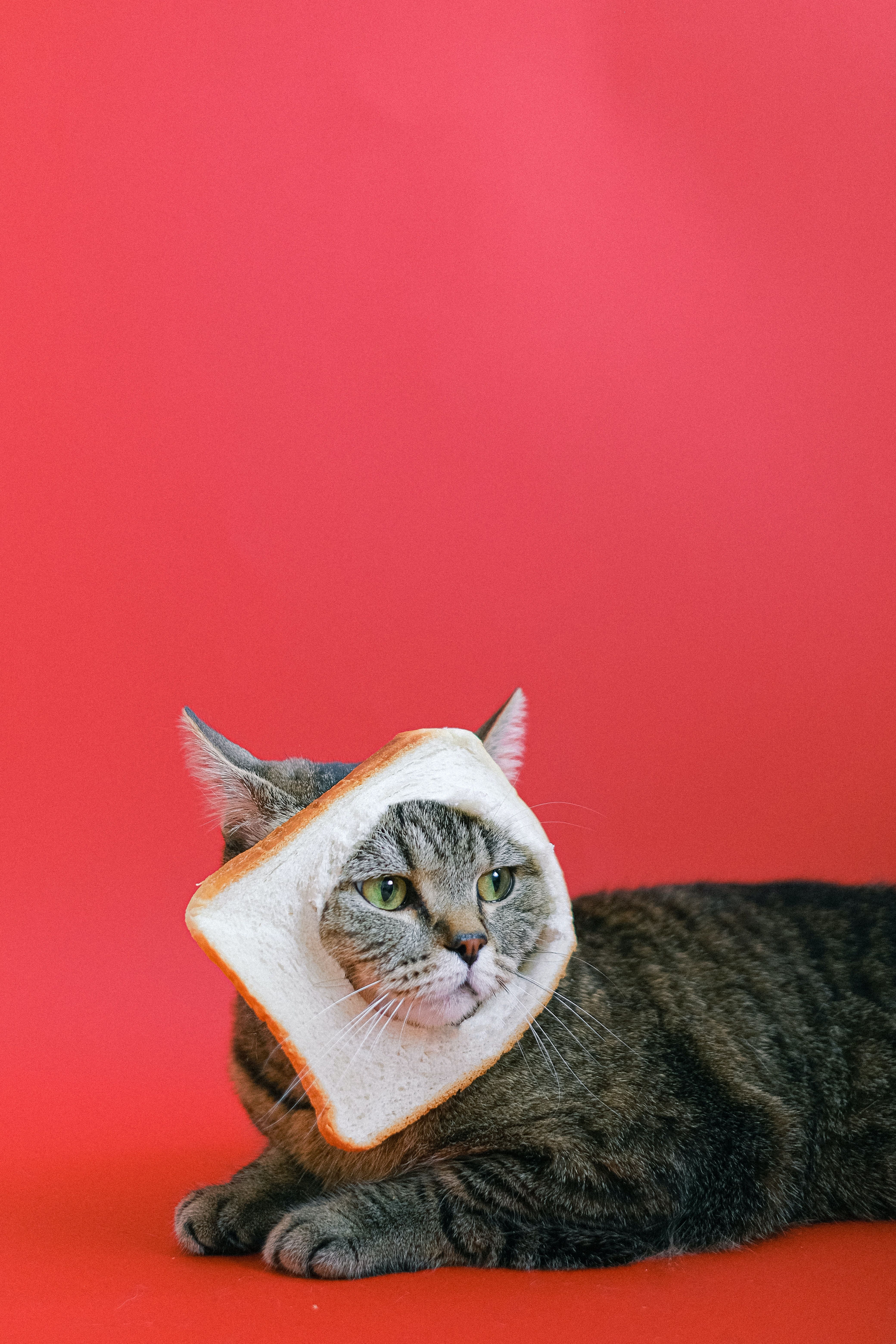 Brown Tabby Cat With Slice Of Loaf Bread On Head · Free