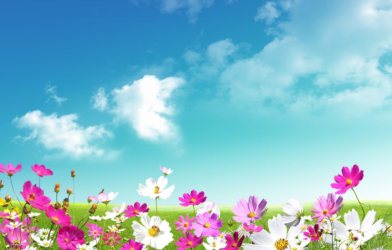 Wallpaper the sky, grass, leaves, clouds, flowers, freshness, green, chamomile, beauty, spring, meadow, pink, white, grass, white, sky image for desktop, section природа