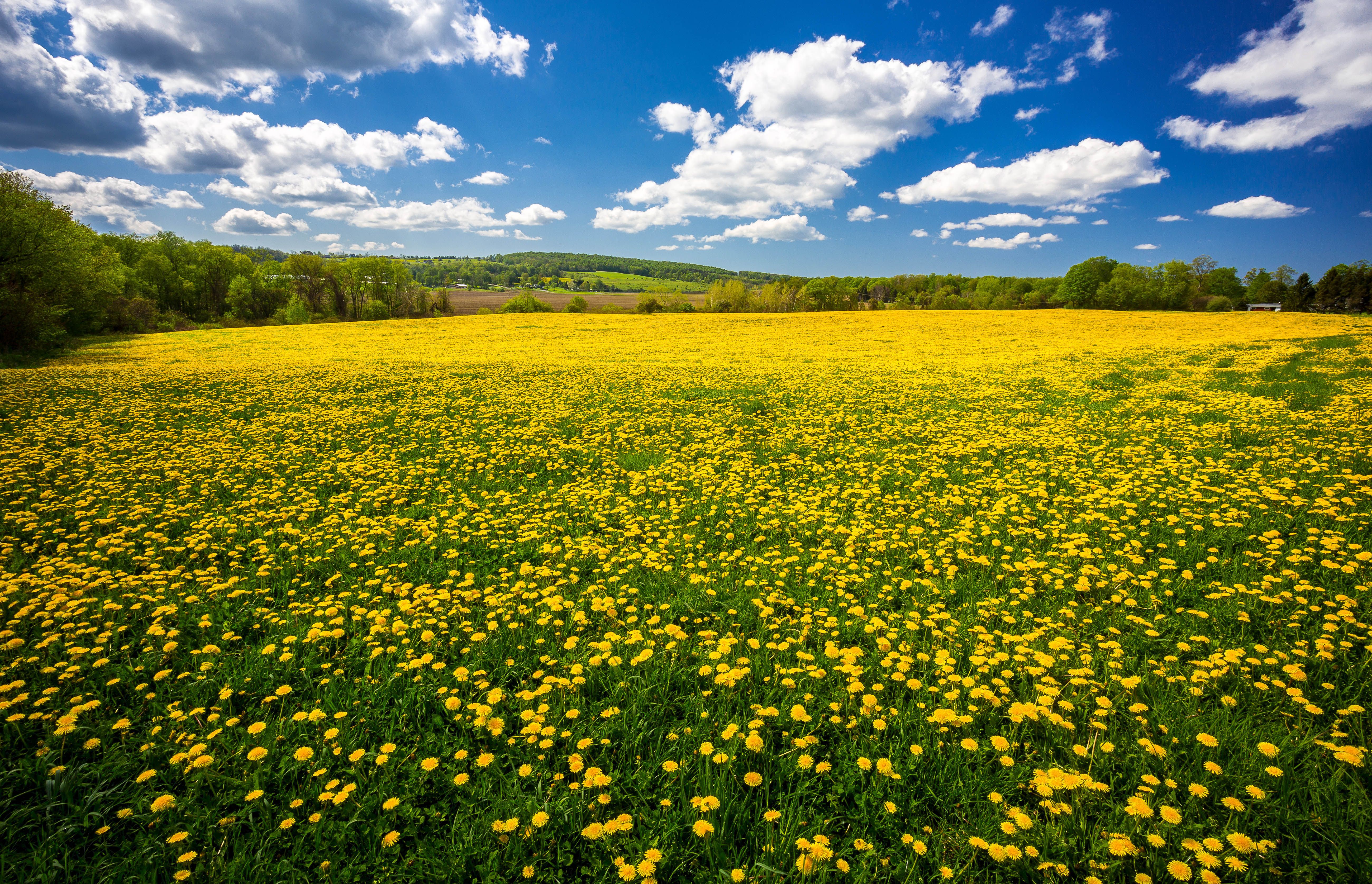 Dandelion Field Flowers Spring Blue Sky And White Cloud Beautiful Desktop Wallpaper HD, Wallpaper13.com
