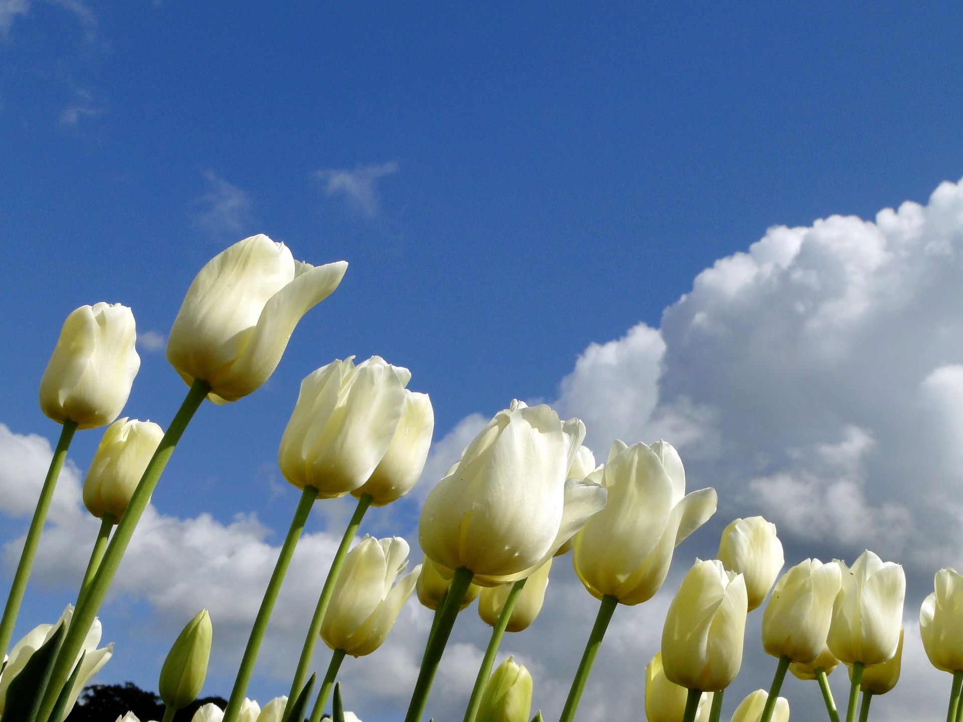 Wallpaper, tulips, flowers, white, sky, clouds, spring 1920x1440