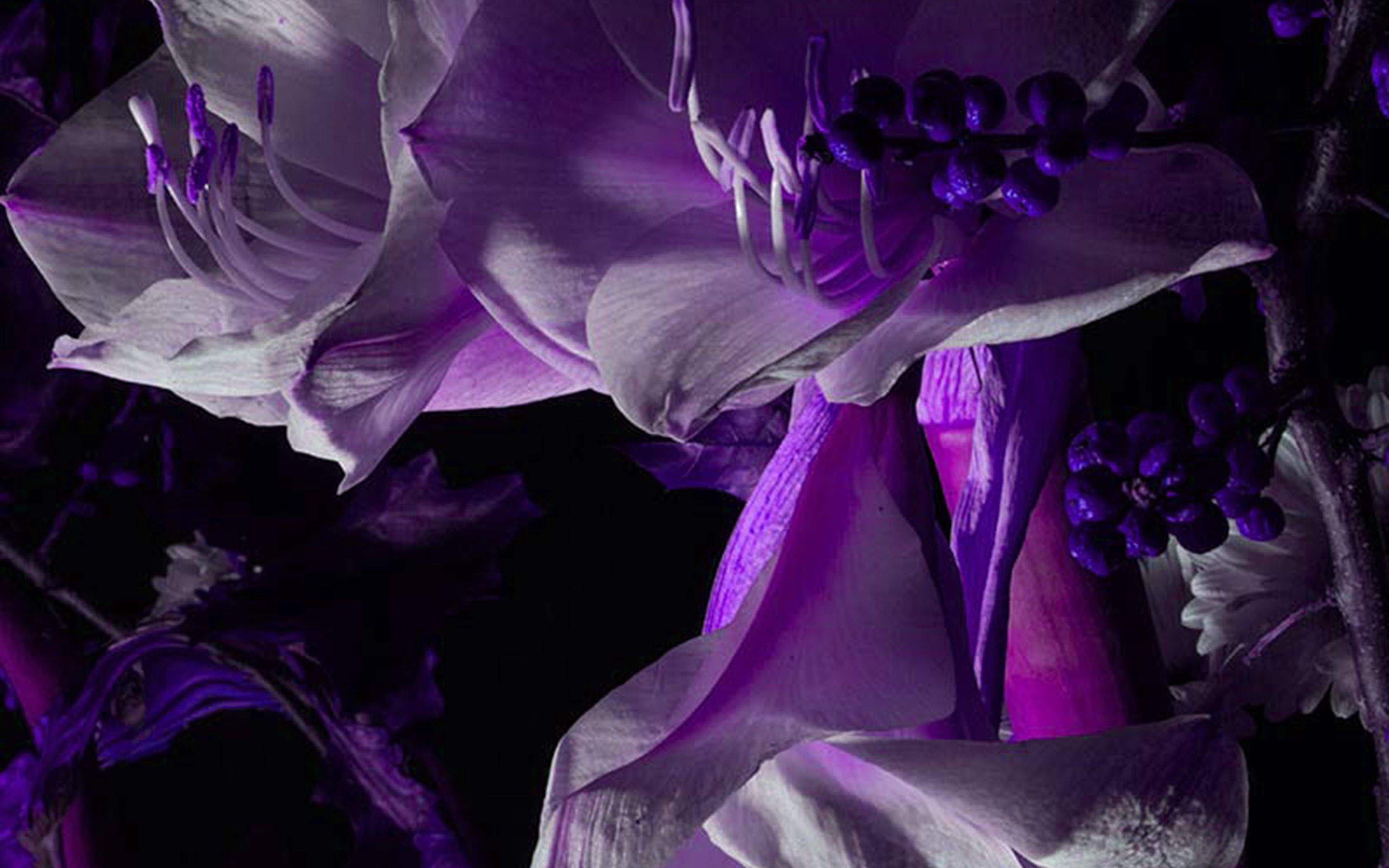 wallpaper for desktop, laptop. art flower dark purple