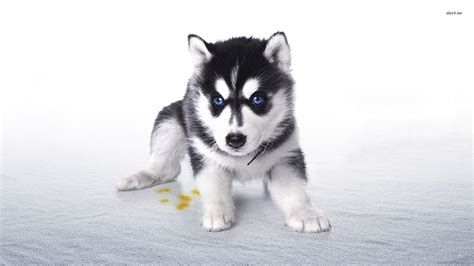 Husky Background