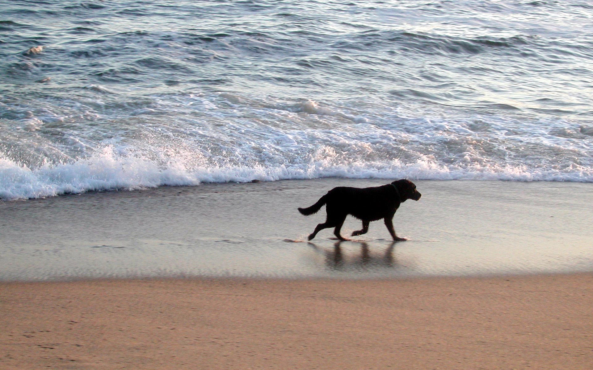 Nantucket Dog. HD Windows Wallpaper