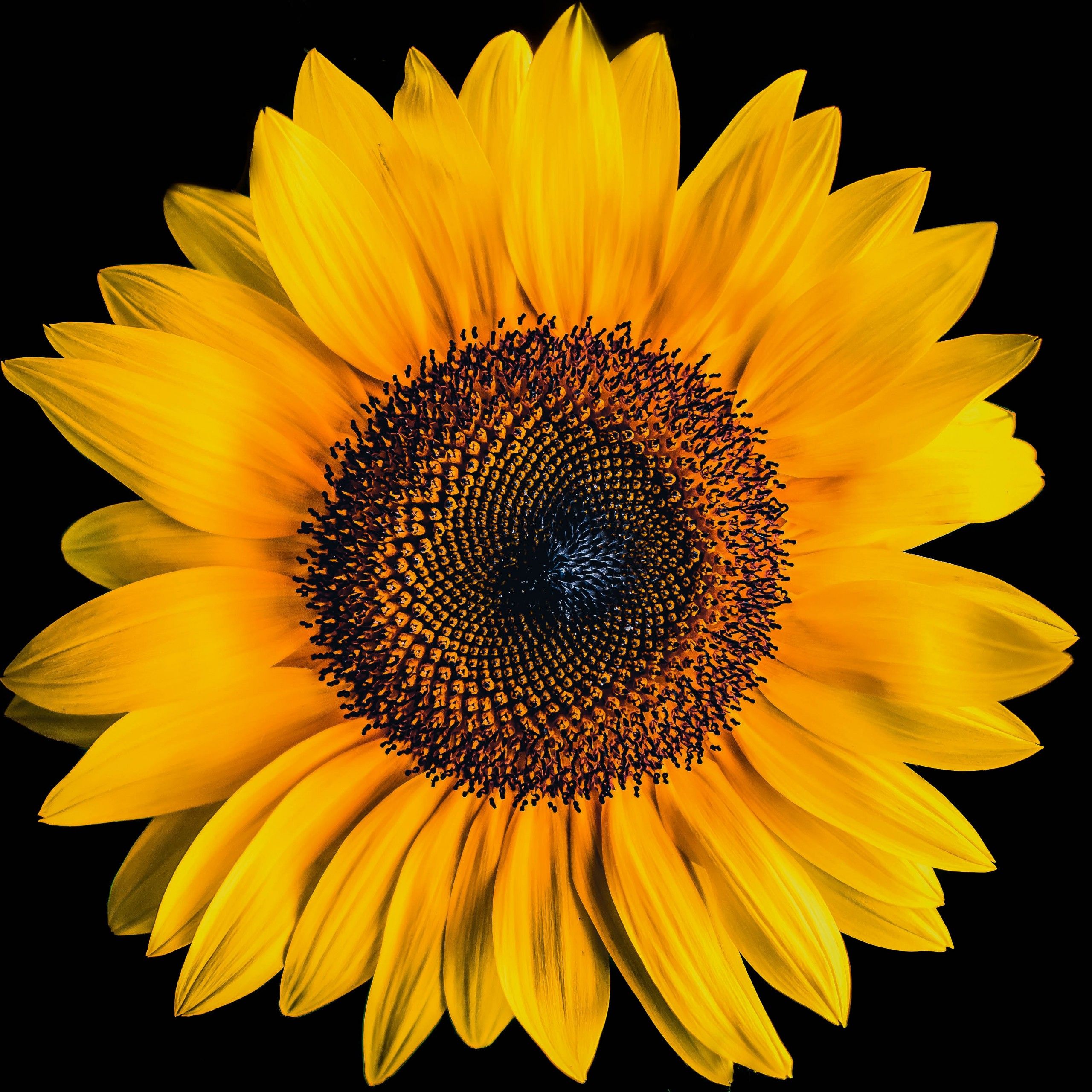 Sunflower 4K Wallpaper, Black background, Yellow flower, 5K, Flowers