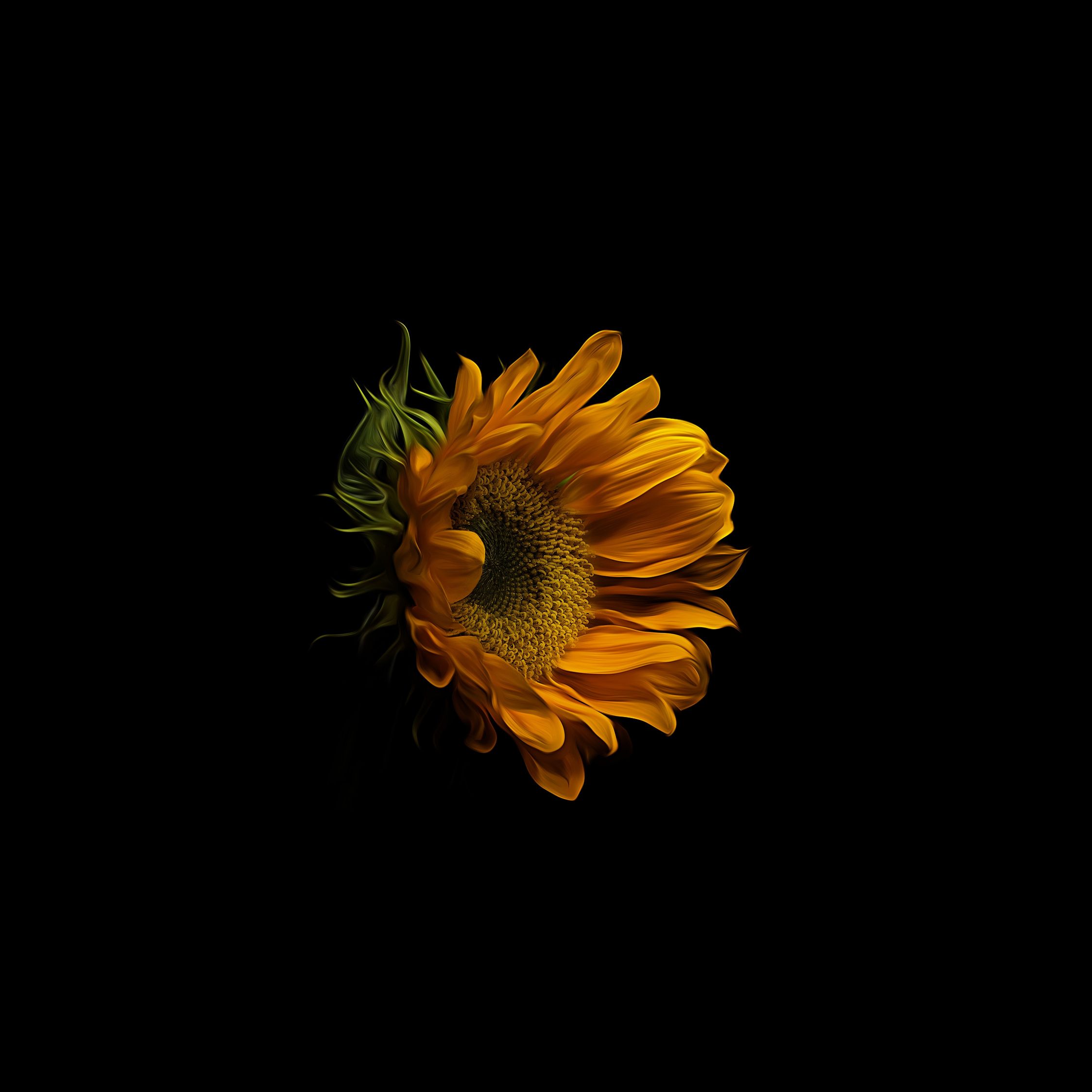 iPad Wallpaper Sunflower