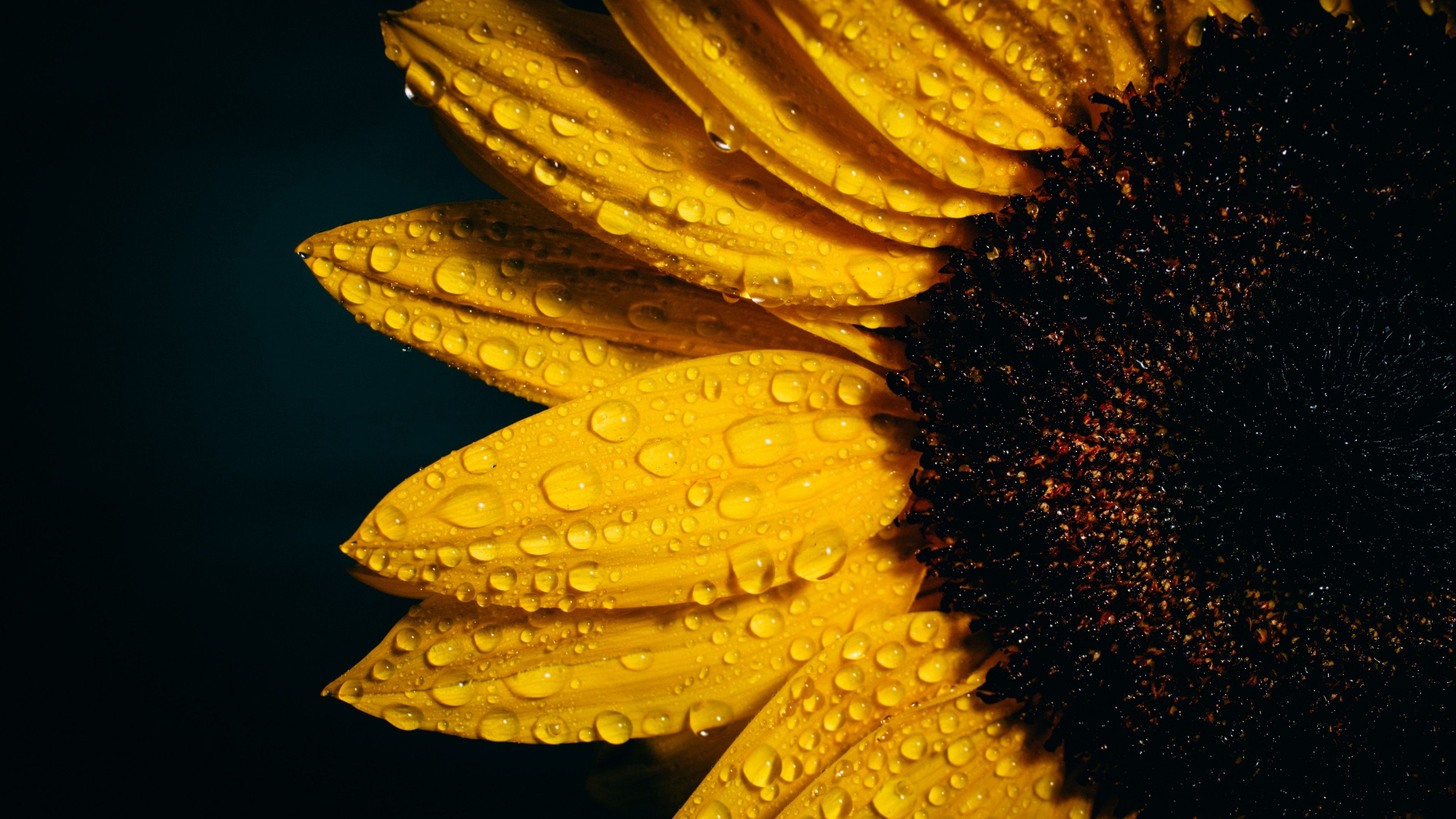 Sunflower 4K Wallpaper, Black background, Rain droplets, Yellow, Flowers