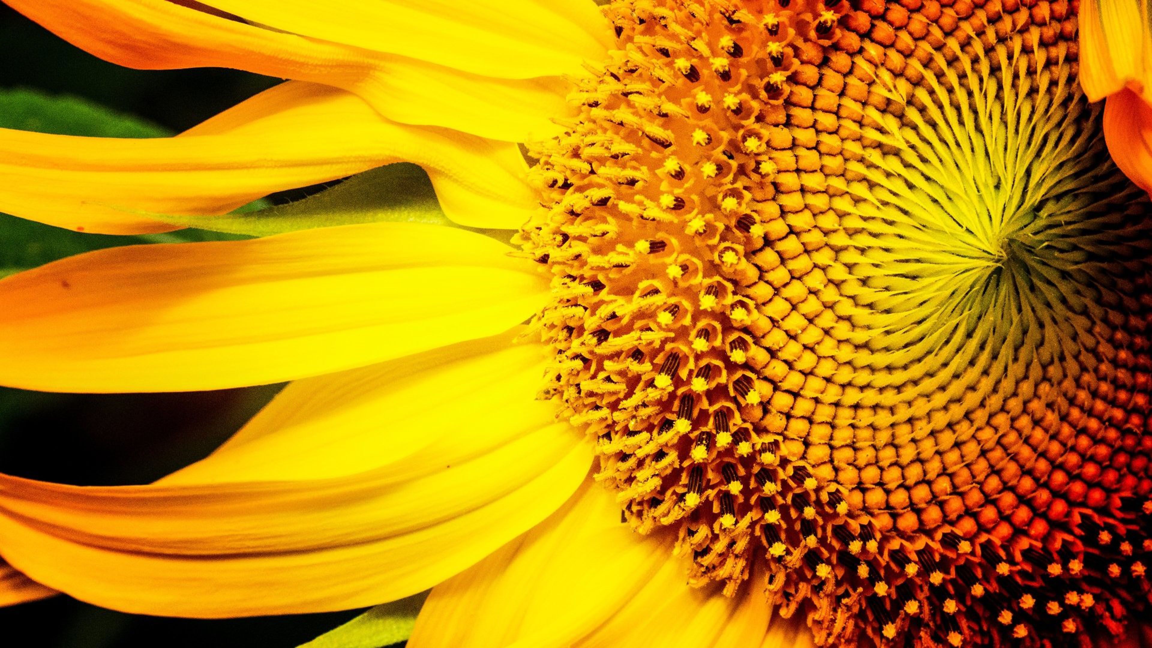 Sunflower Yellow Color Macro Photography 4k Ultra HD Wallpaper For Your Desktop And Android Mobile Phones 3840x2160, Wallpaper13.com