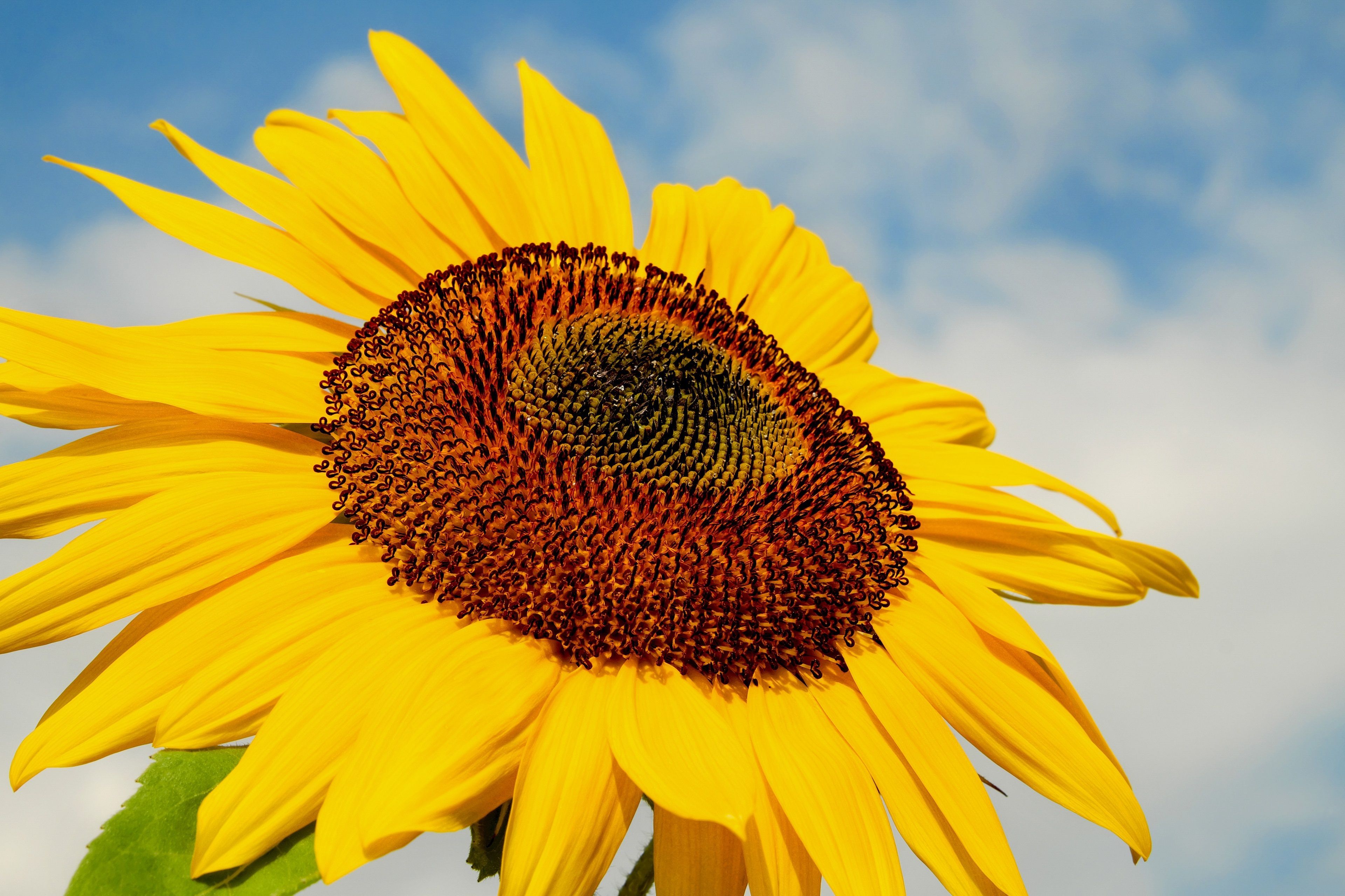 Sunflower 4K. Composition photography, Wallpaper background, Background