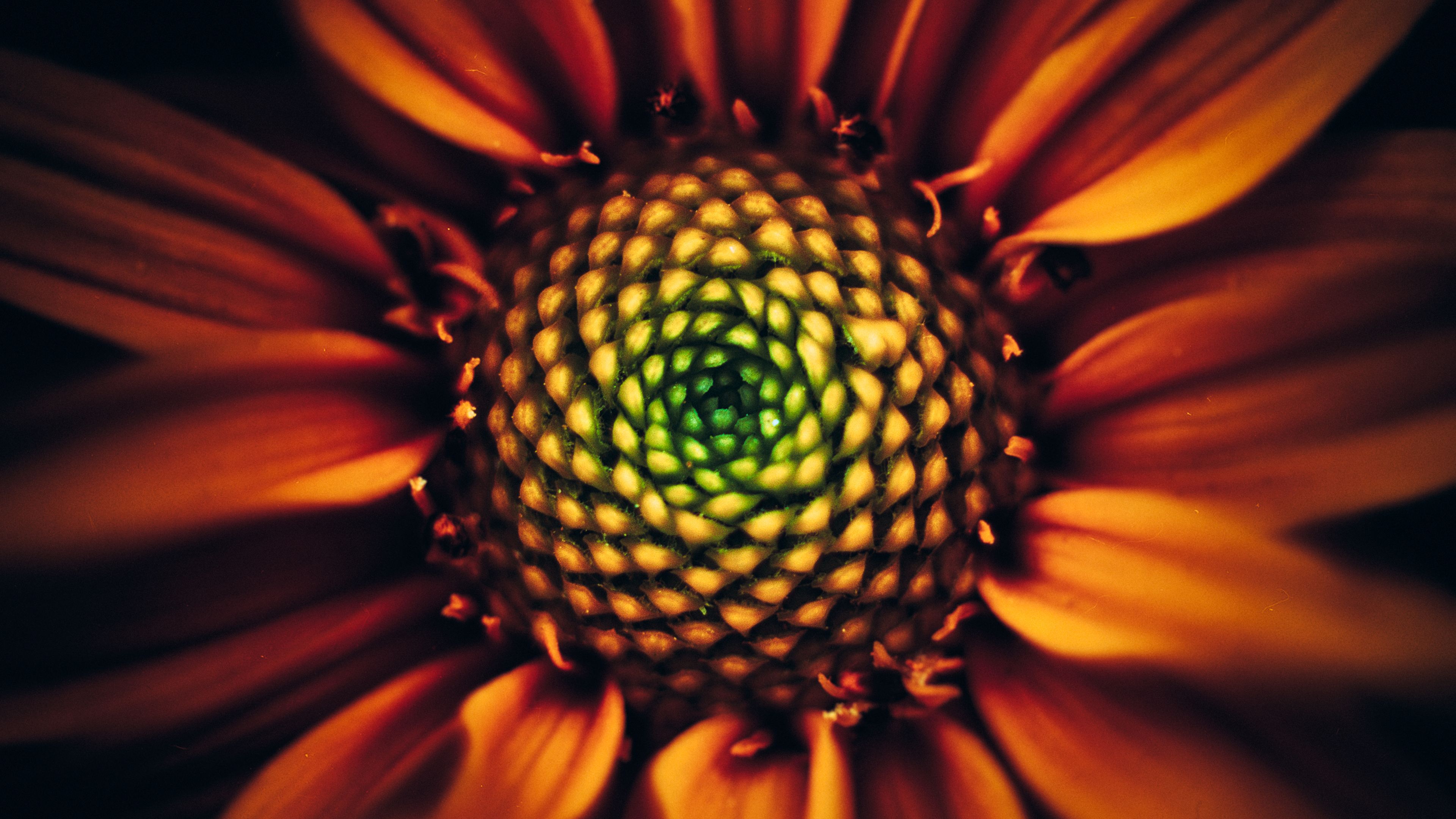 Sunflower 4K Wallpaper